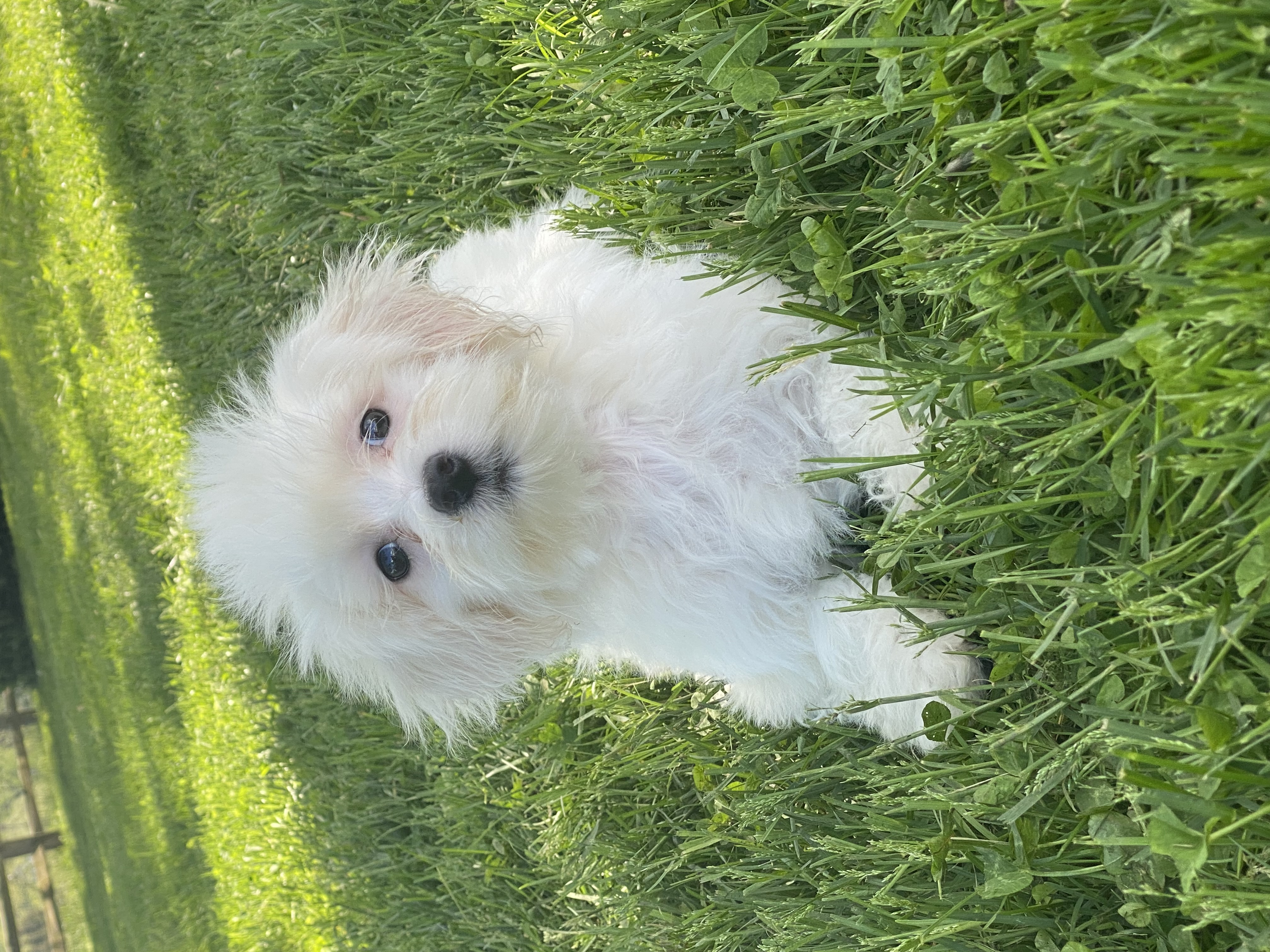 puppy, for, sale, Havanese/Coton de Tulear, Curtis  Martin, dog, breeder, Seneca Falls, NY, dog-breeder, puppy-for-sale, forsale, nearby, find, puppyfind, locator, puppylocator, aca