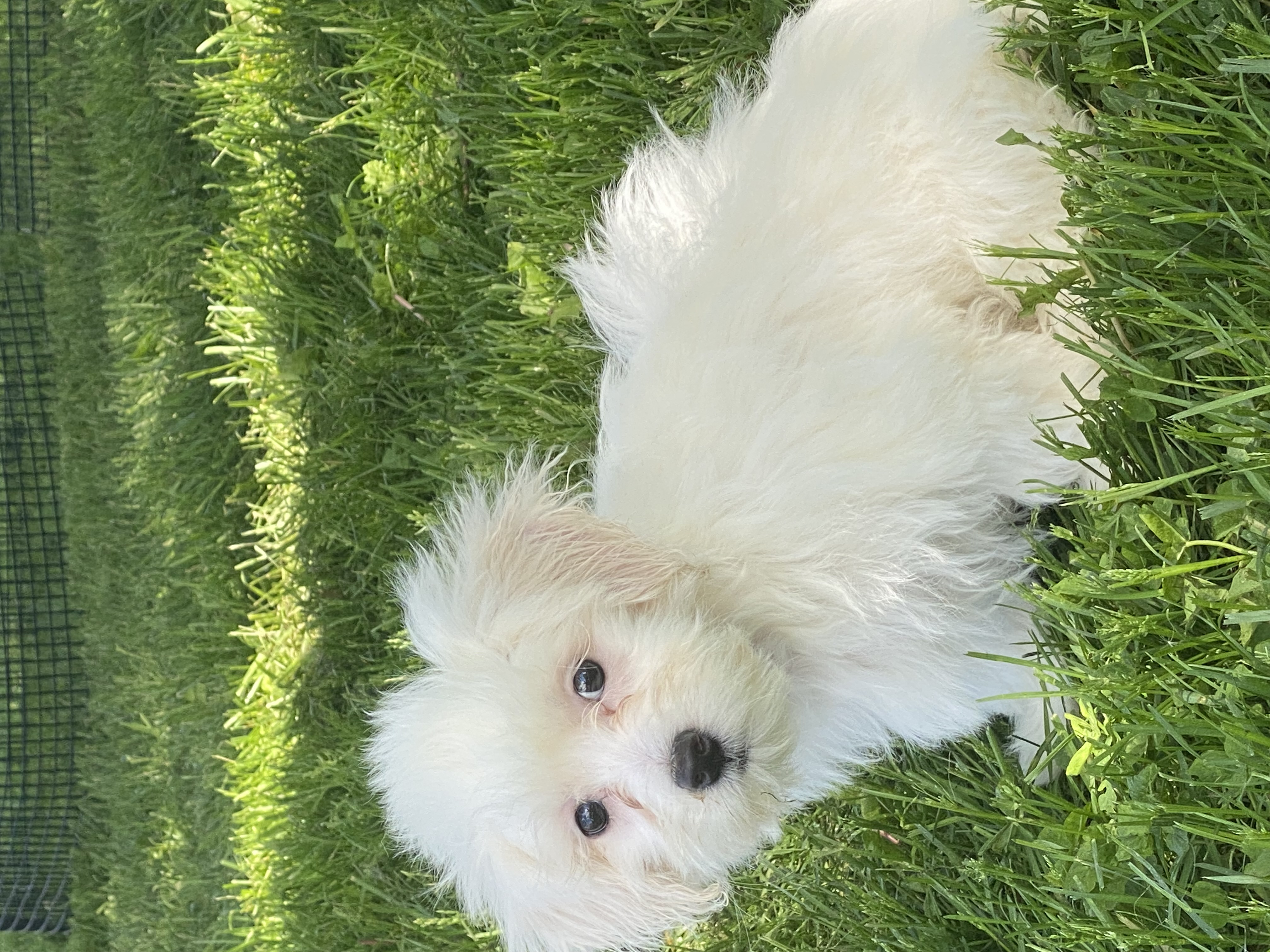 puppy, for, sale, Havanese/Coton de Tulear, Curtis  Martin, dog, breeder, Seneca Falls, NY, dog-breeder, puppy-for-sale, forsale, nearby, find, puppyfind, locator, puppylocator, aca