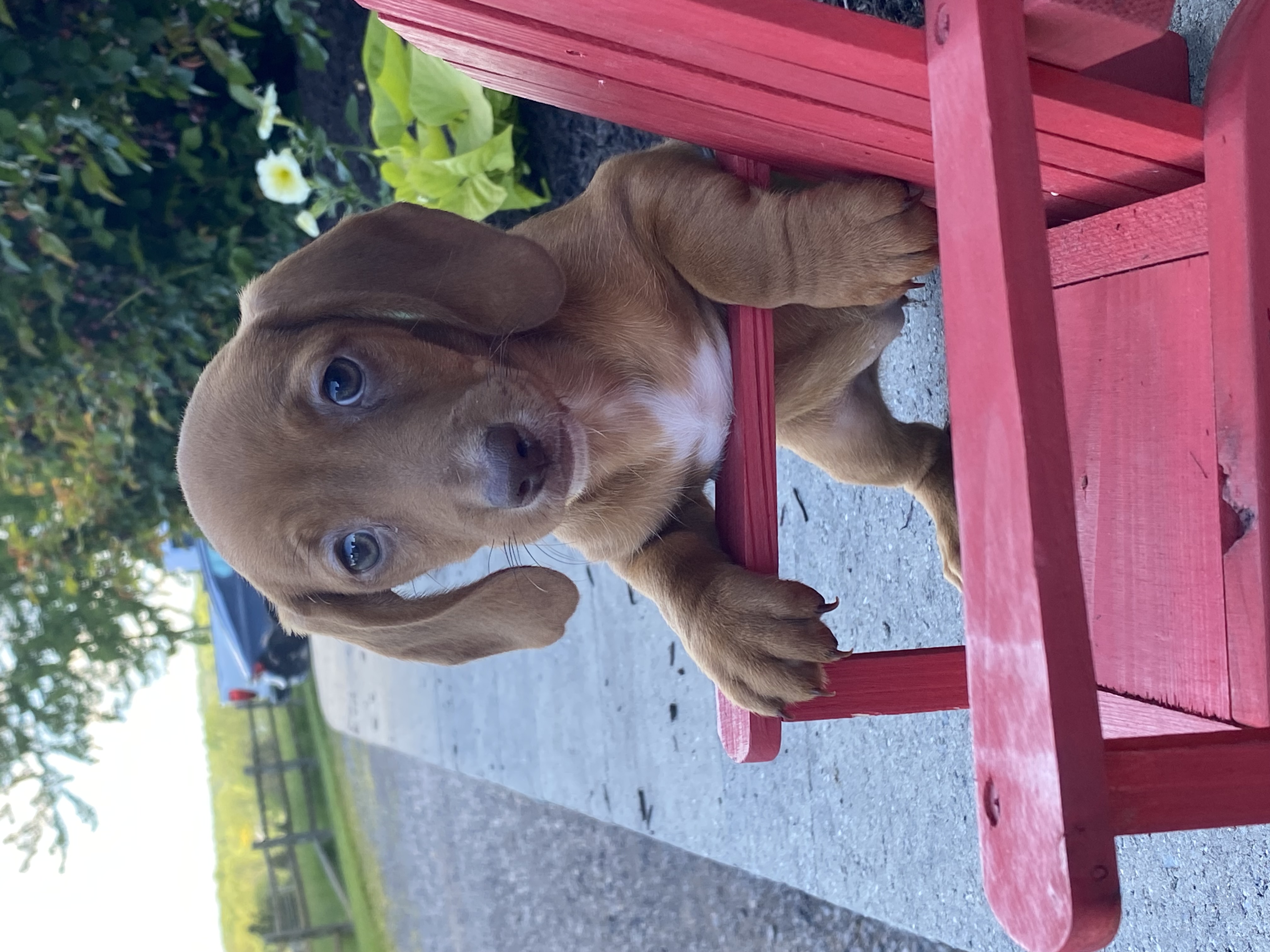 puppy, for, sale, Dachshund, Curtis  Martin, dog, breeder, Seneca Falls, NY, dog-breeder, puppy-for-sale, forsale, nearby, find, puppyfind, locator, puppylocator, aca