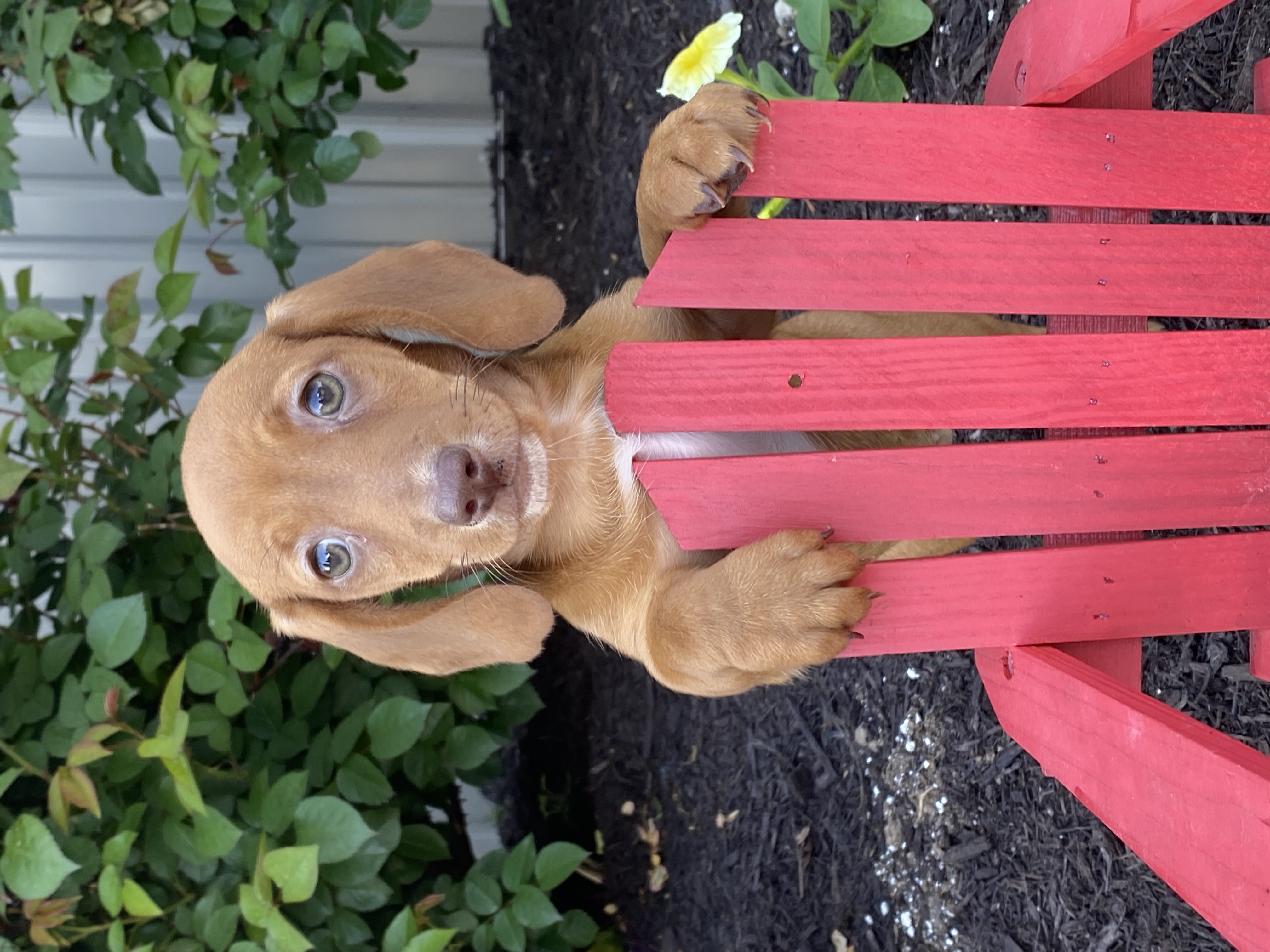 puppy, for, sale, Dachshund, Curtis  Martin, dog, breeder, Seneca Falls, NY, dog-breeder, puppy-for-sale, forsale, nearby, find, puppyfind, locator, puppylocator, aca