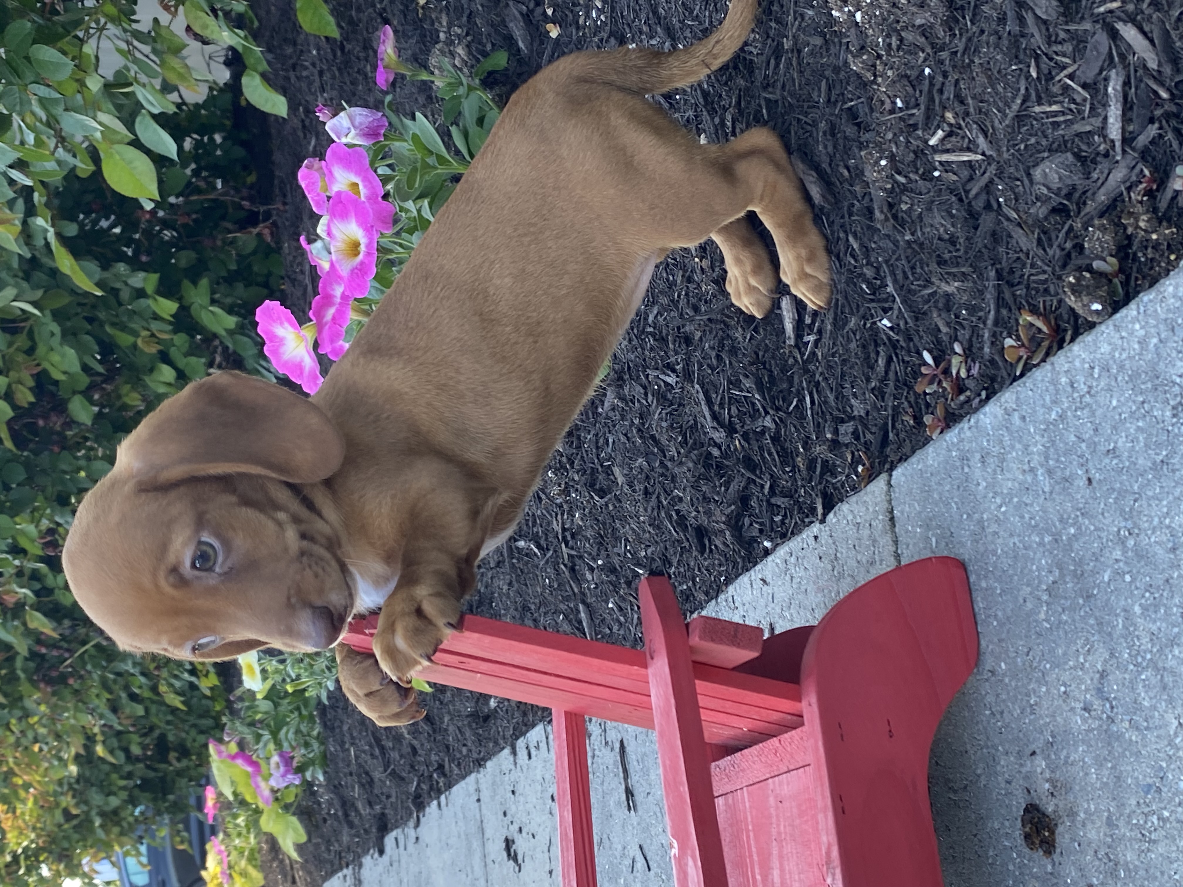 puppy, for, sale, Dachshund, Curtis  Martin, dog, breeder, Seneca Falls, NY, dog-breeder, puppy-for-sale, forsale, nearby, find, puppyfind, locator, puppylocator, aca