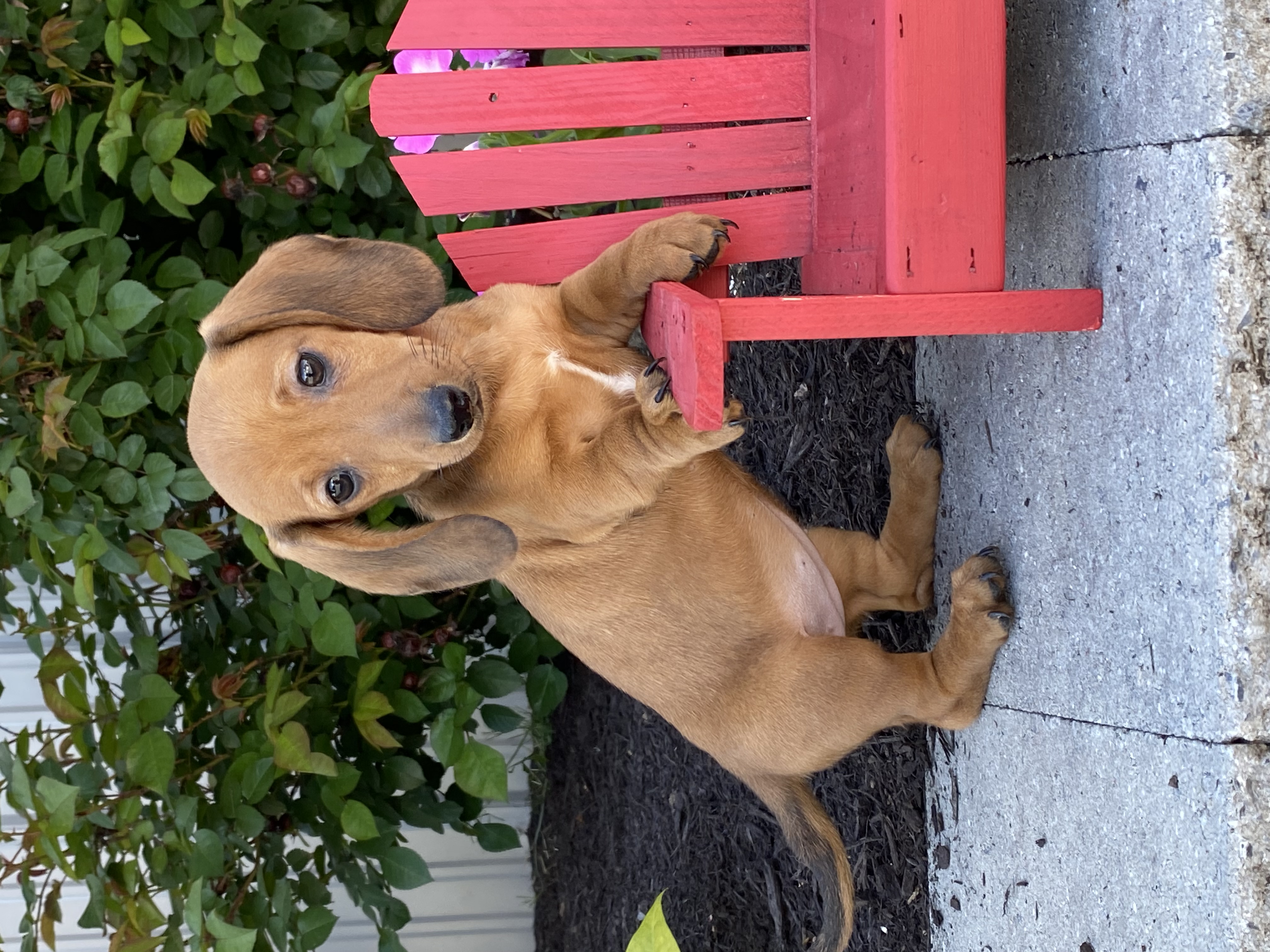 puppy, for, sale, Dachshund, Curtis  Martin, dog, breeder, Seneca Falls, NY, dog-breeder, puppy-for-sale, forsale, nearby, find, puppyfind, locator, puppylocator, aca