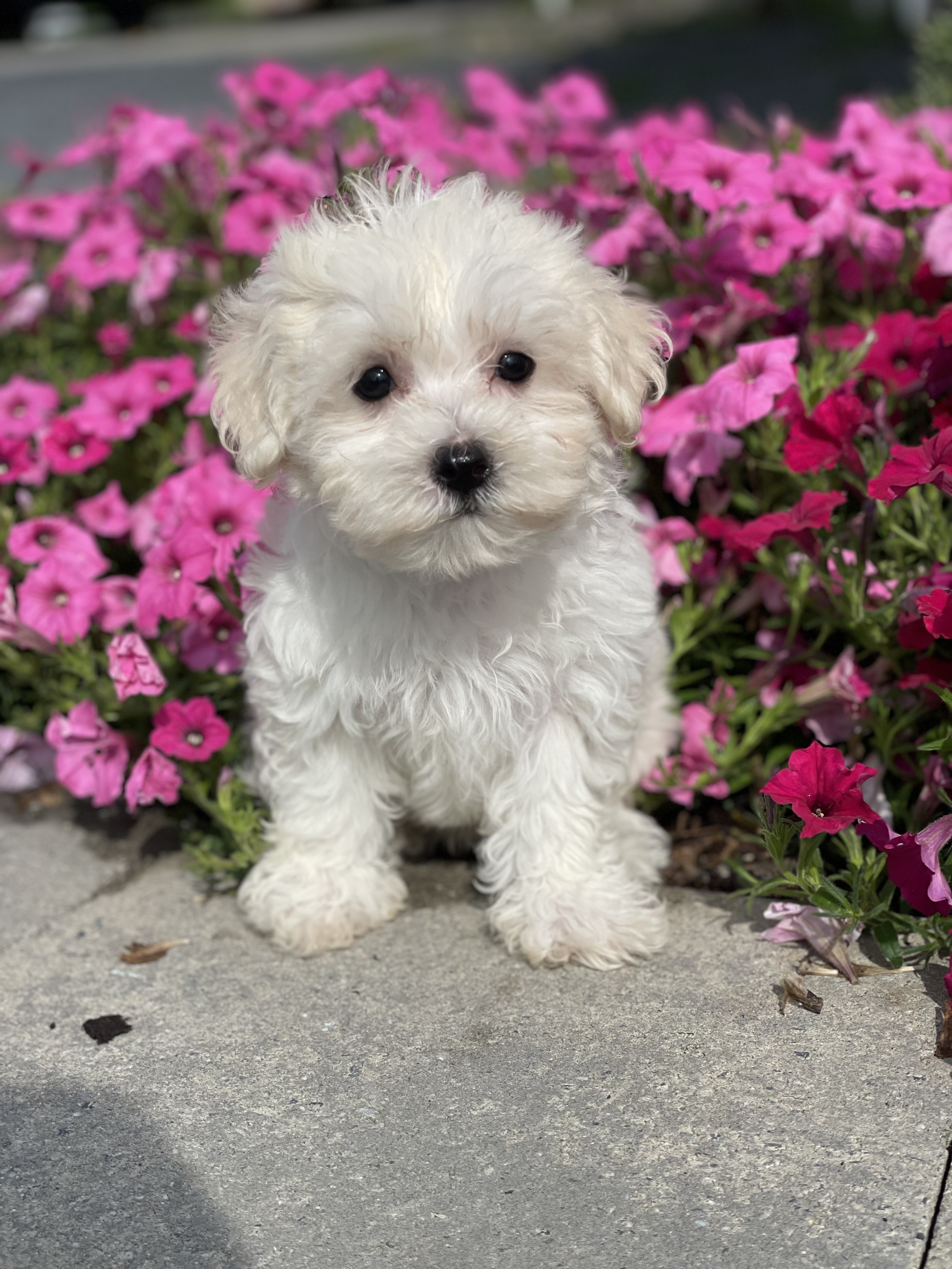 puppy, for, sale, Dachshund, Curtis  Martin, dog, breeder, Seneca Falls, NY, dog-breeder, puppy-for-sale, forsale, nearby, find, puppyfind, locator, puppylocator, aca