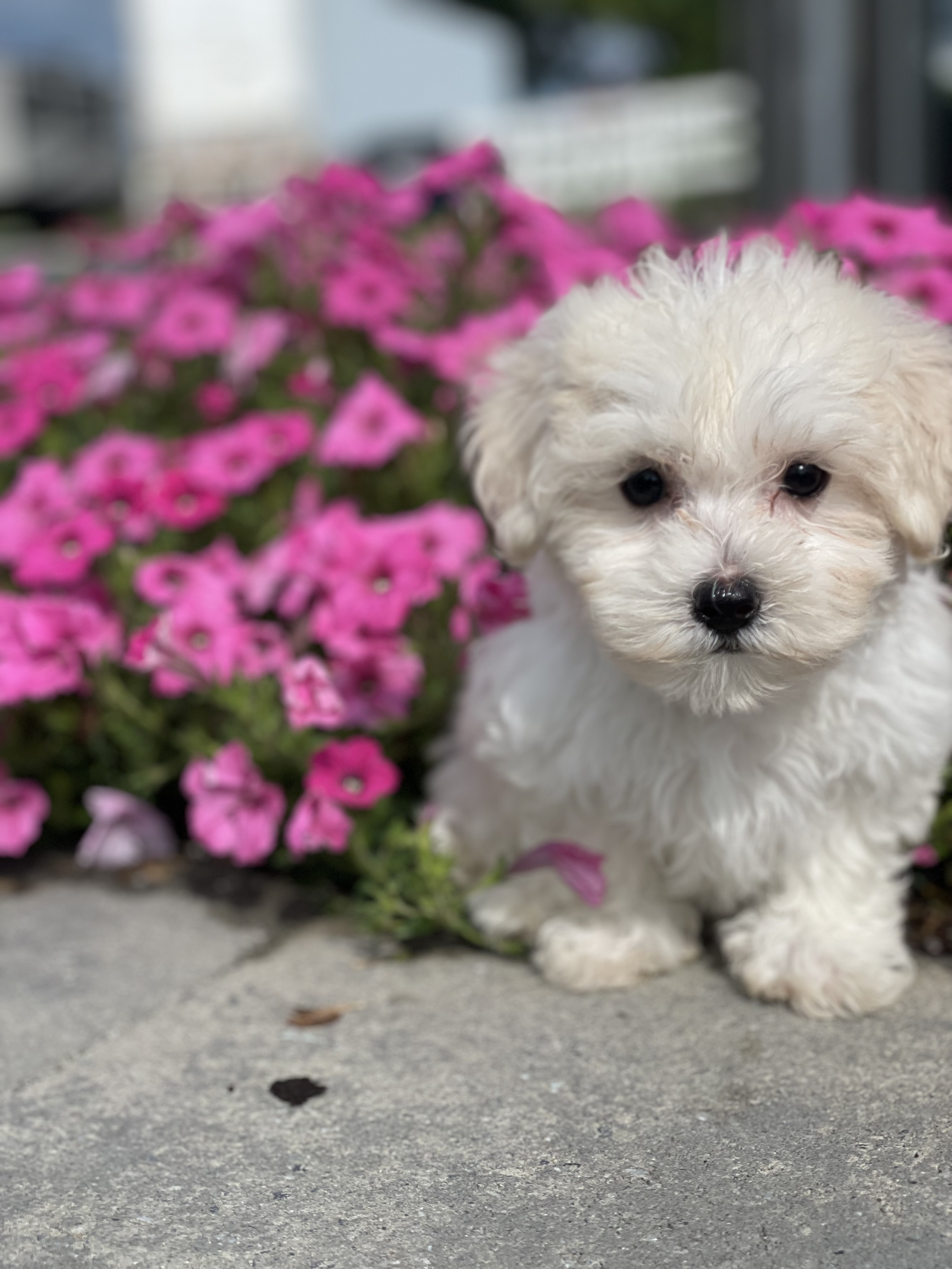 puppy, for, sale, Dachshund, Curtis  Martin, dog, breeder, Seneca Falls, NY, dog-breeder, puppy-for-sale, forsale, nearby, find, puppyfind, locator, puppylocator, aca
