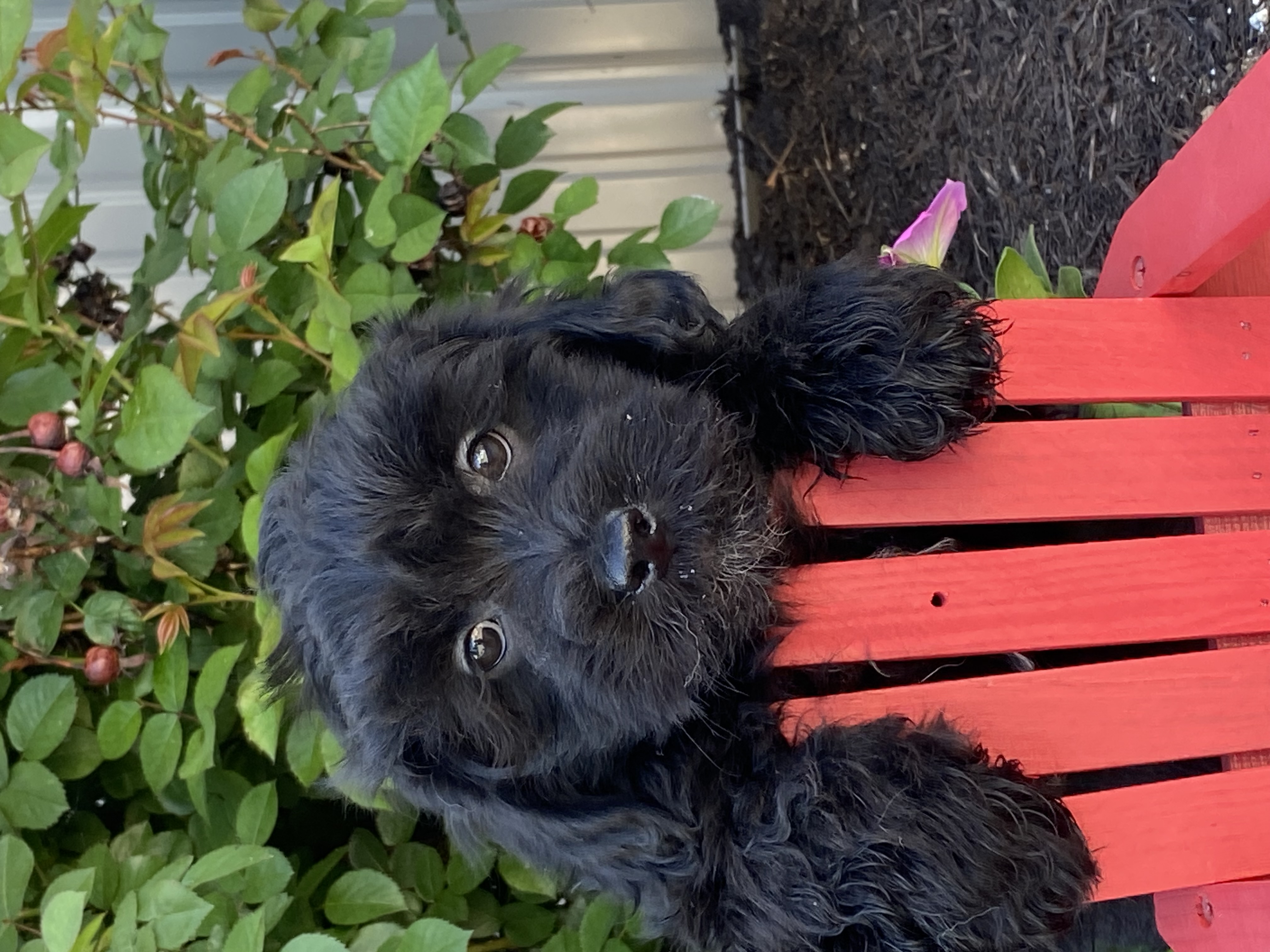puppy, for, sale, LHASA APSO / POODLE, Curtis  Martin, dog, breeder, Seneca Falls, NY, dog-breeder, puppy-for-sale, forsale, nearby, find, puppyfind, locator, puppylocator, aca