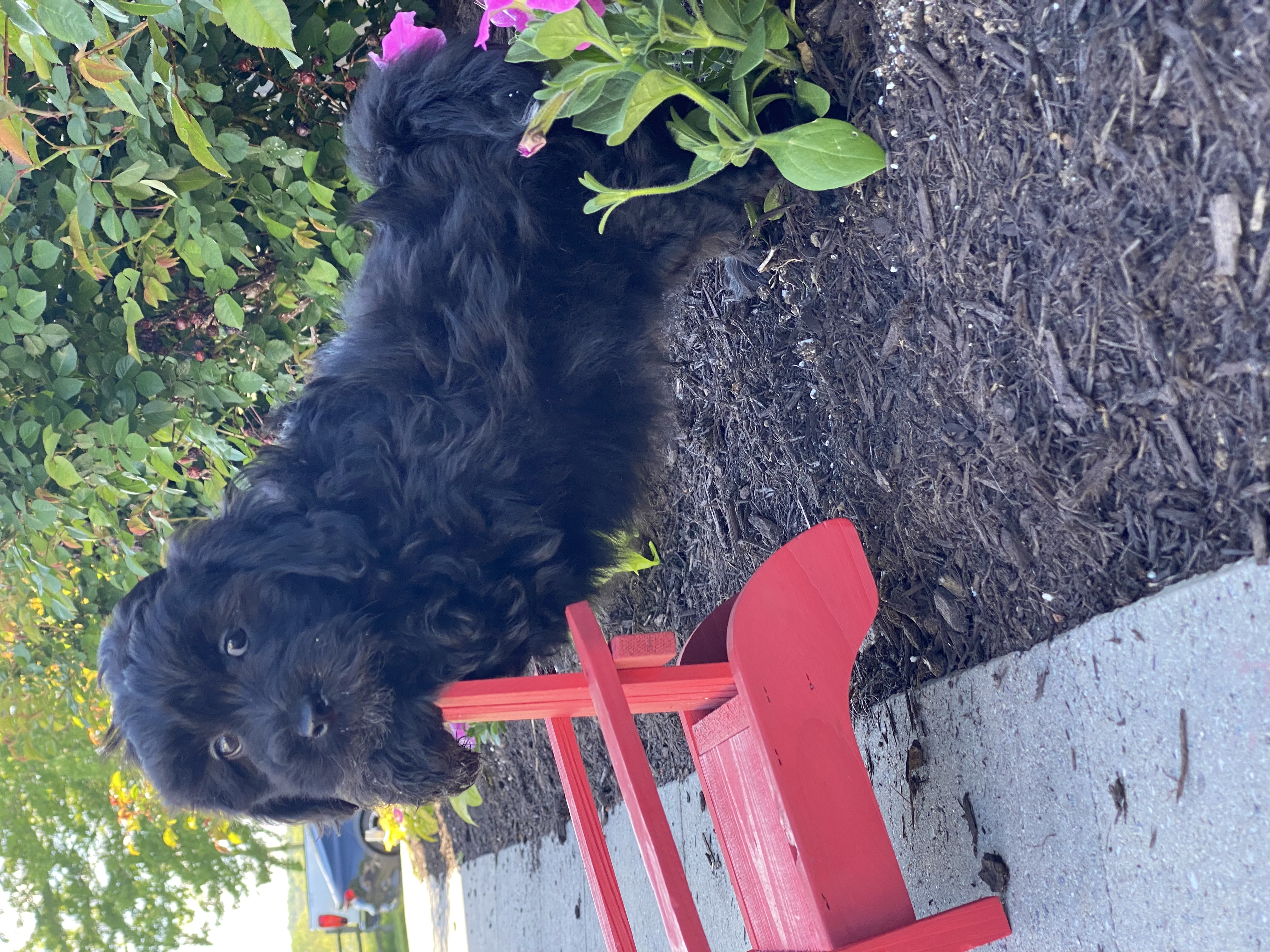 puppy, for, sale, LHASA APSO / POODLE, Curtis  Martin, dog, breeder, Seneca Falls, NY, dog-breeder, puppy-for-sale, forsale, nearby, find, puppyfind, locator, puppylocator, aca