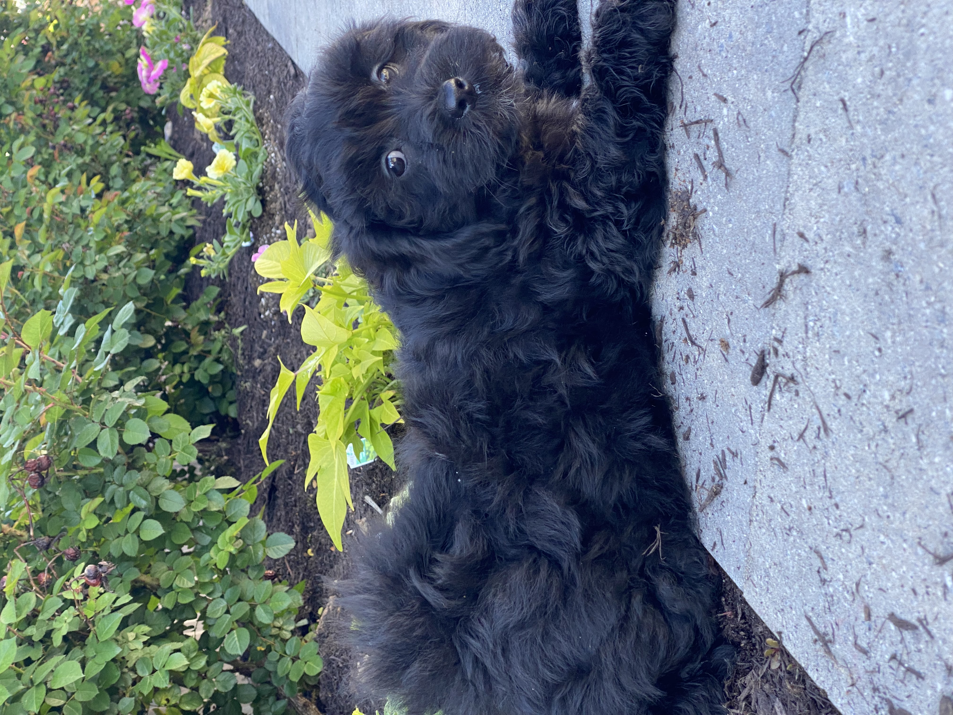 puppy, for, sale, LHASA APSO / POODLE, Curtis  Martin, dog, breeder, Seneca Falls, NY, dog-breeder, puppy-for-sale, forsale, nearby, find, puppyfind, locator, puppylocator, aca