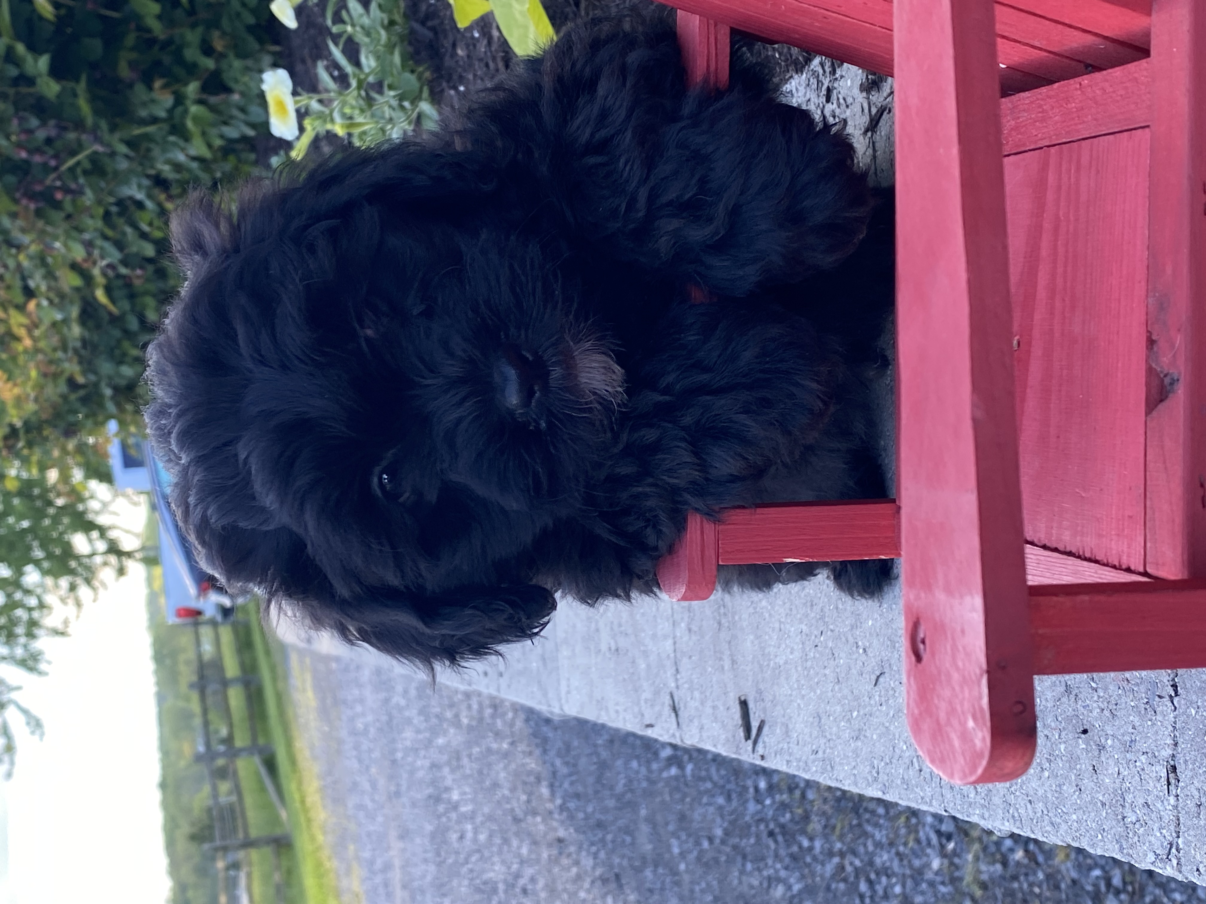 puppy, for, sale, LHASA APSO / POODLE, Curtis  Martin, dog, breeder, Seneca Falls, NY, dog-breeder, puppy-for-sale, forsale, nearby, find, puppyfind, locator, puppylocator, aca