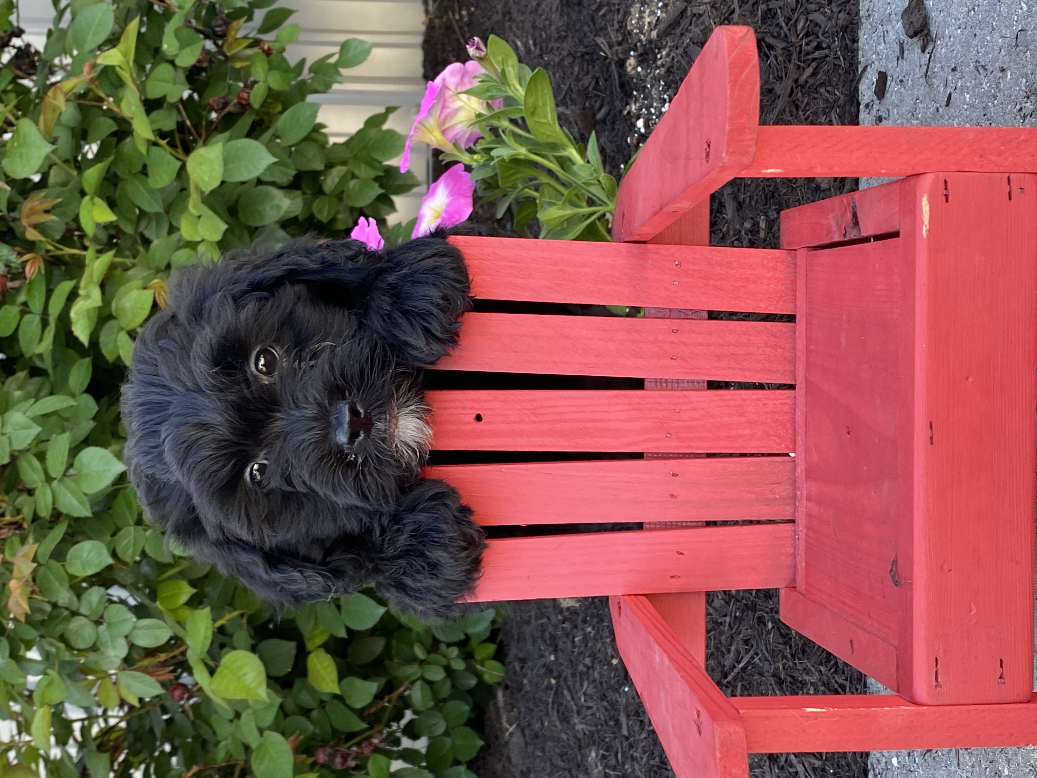 puppy, for, sale, LHASA APSO / POODLE, Curtis  Martin, dog, breeder, Seneca Falls, NY, dog-breeder, puppy-for-sale, forsale, nearby, find, puppyfind, locator, puppylocator, aca