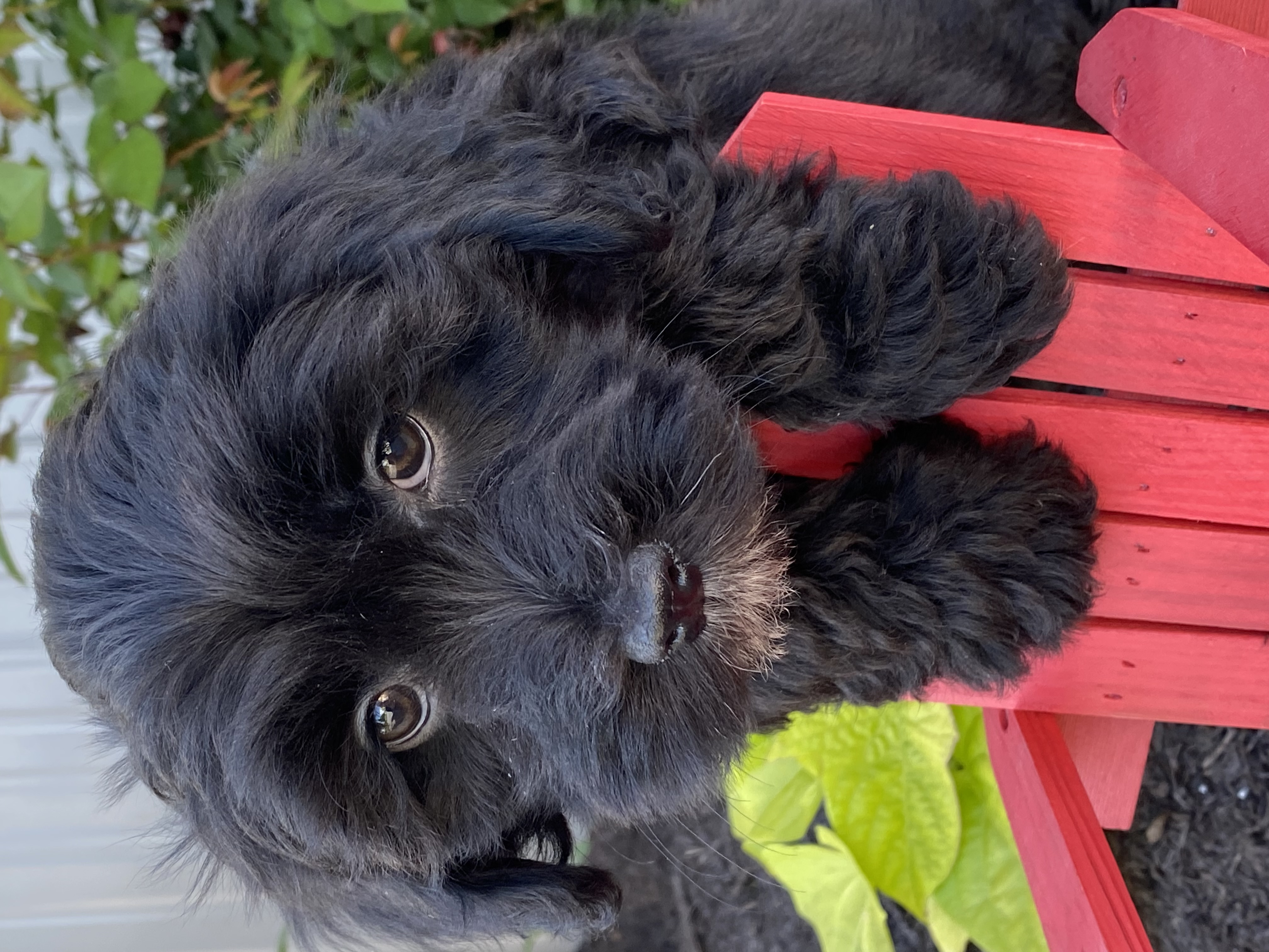 puppy, for, sale, LHASA APSO / POODLE, Curtis  Martin, dog, breeder, Seneca Falls, NY, dog-breeder, puppy-for-sale, forsale, nearby, find, puppyfind, locator, puppylocator, aca