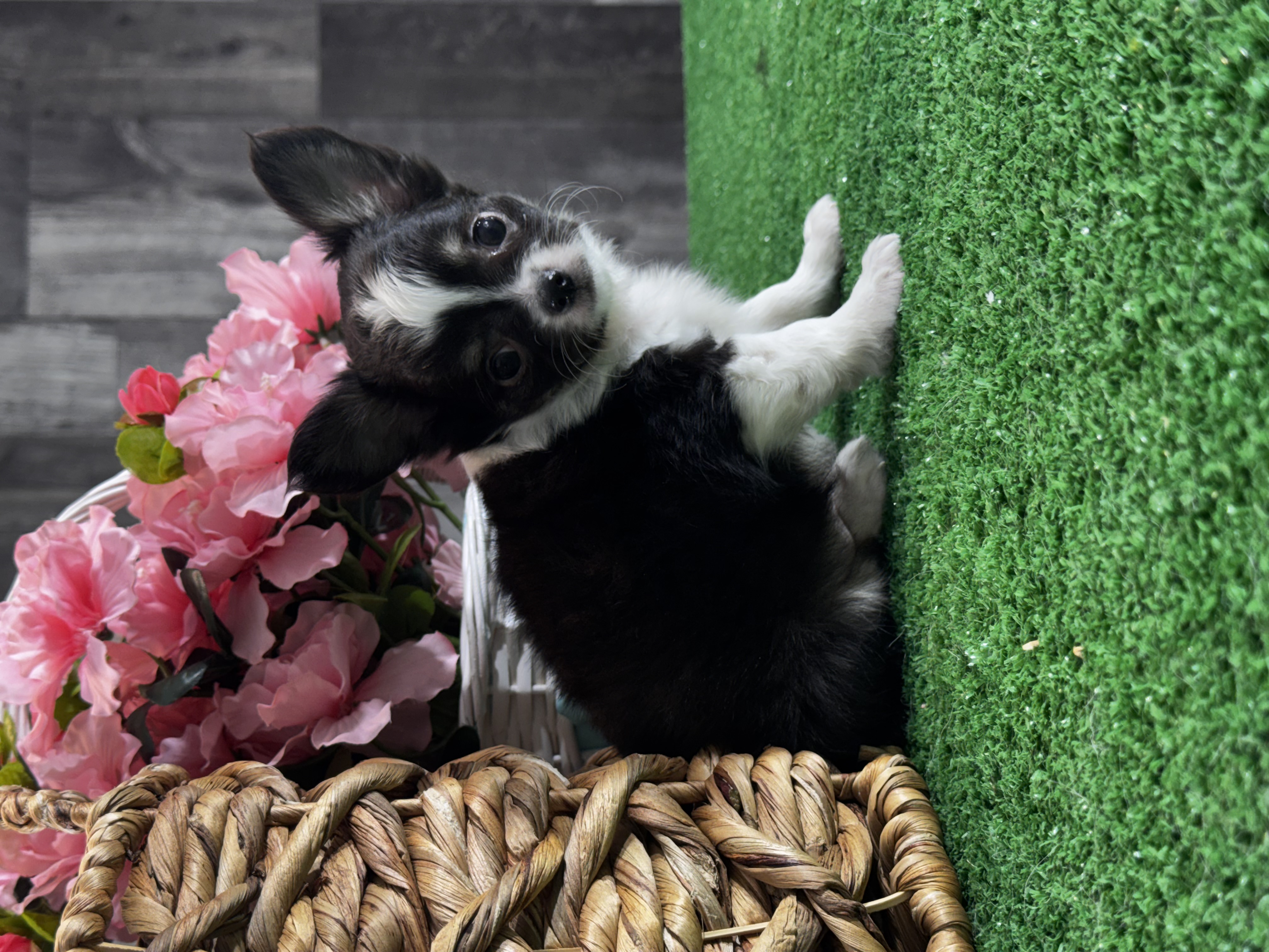 puppy photo