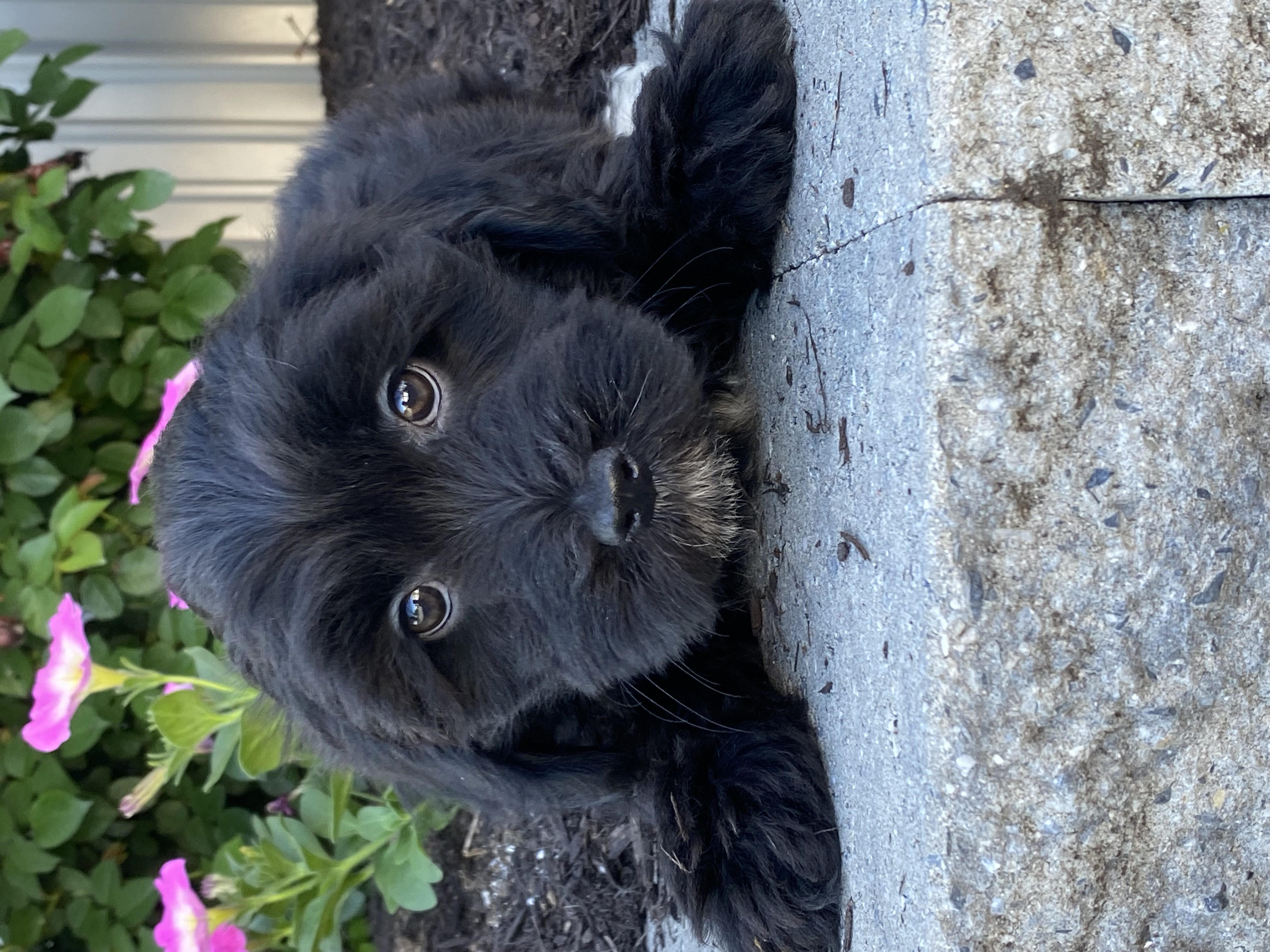puppy, for, sale, LHASA APSO / POODLE, Curtis  Martin, dog, breeder, Seneca Falls, NY, dog-breeder, puppy-for-sale, forsale, nearby, find, puppyfind, locator, puppylocator, aca