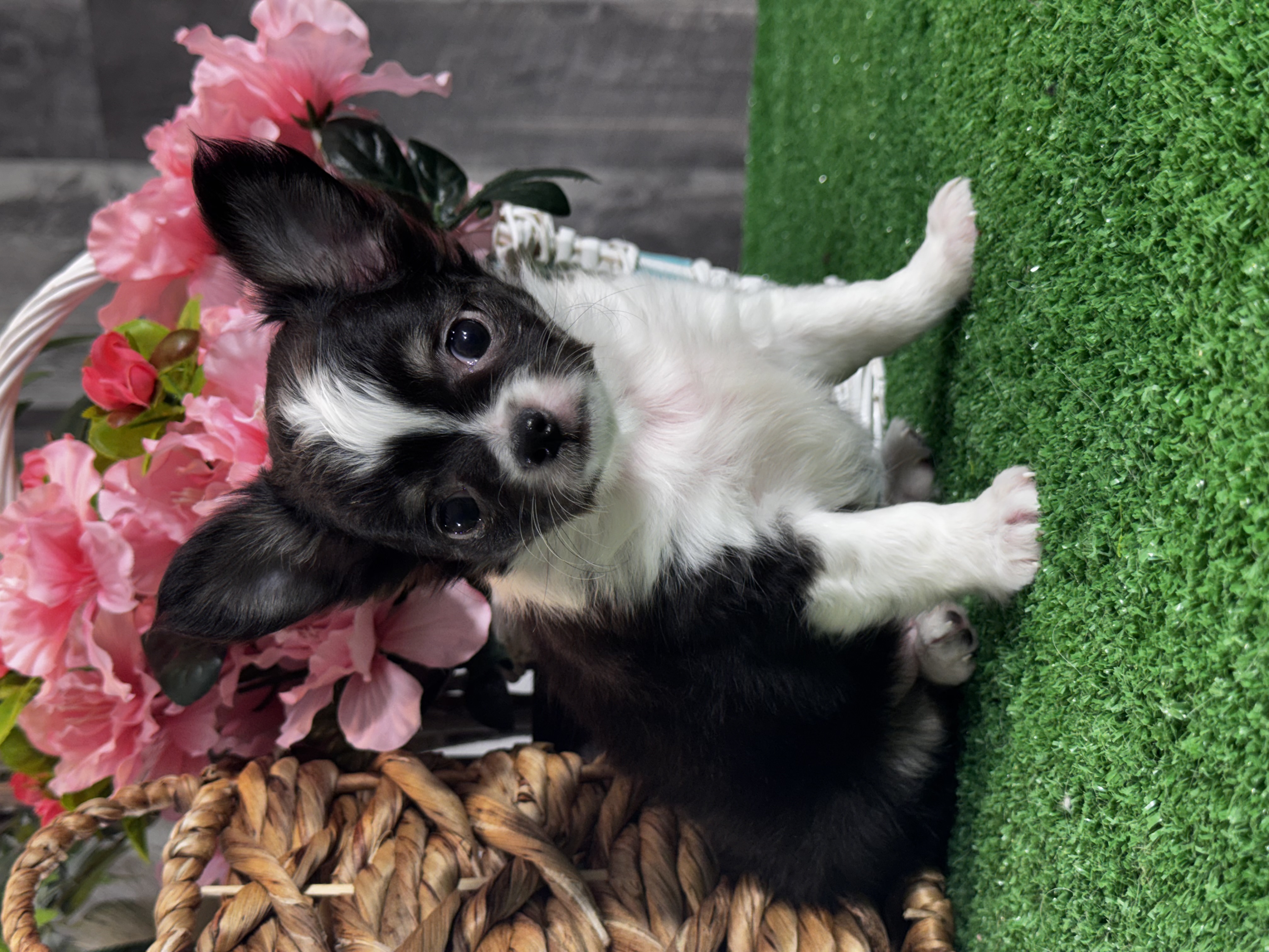 puppy photo