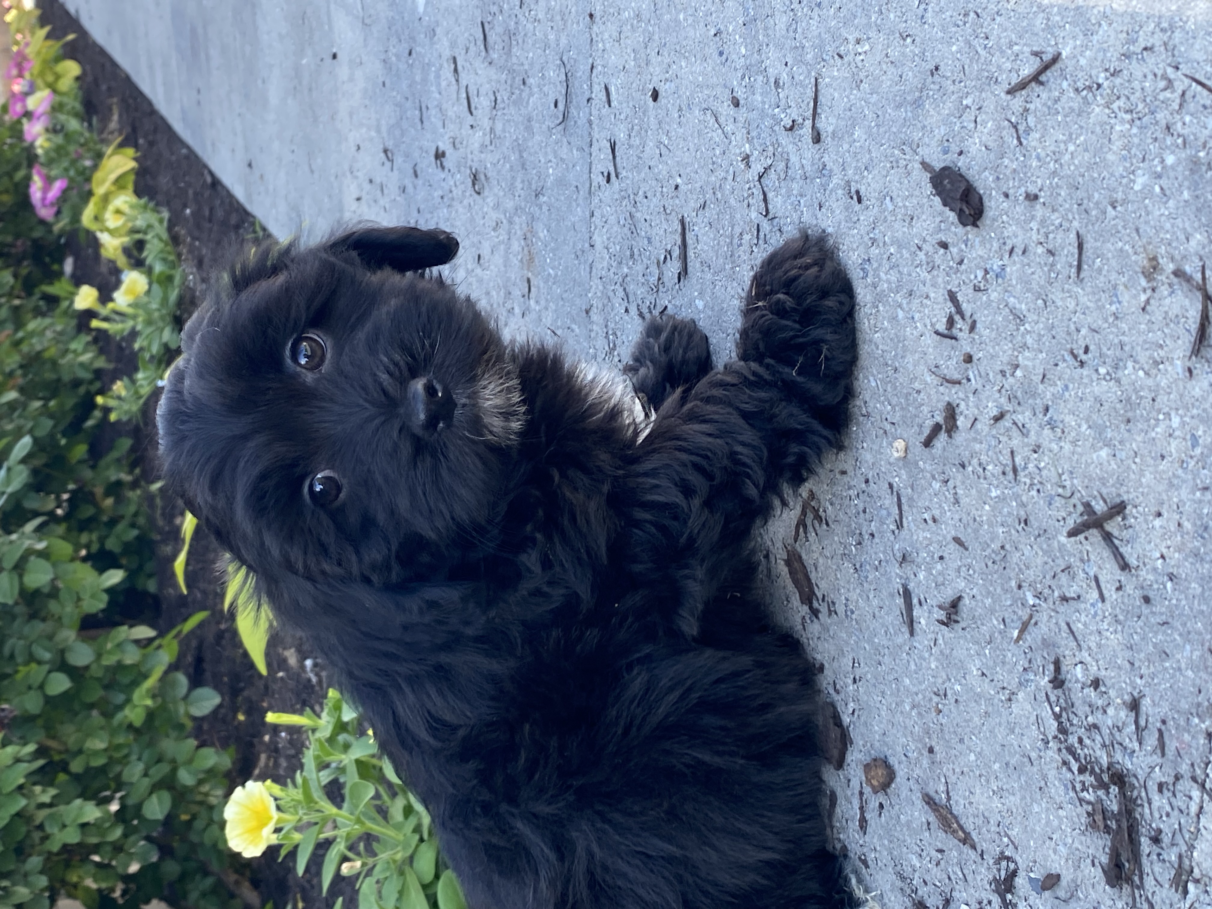 puppy, for, sale, LHASA APSO / POODLE, Curtis  Martin, dog, breeder, Seneca Falls, NY, dog-breeder, puppy-for-sale, forsale, nearby, find, puppyfind, locator, puppylocator, aca