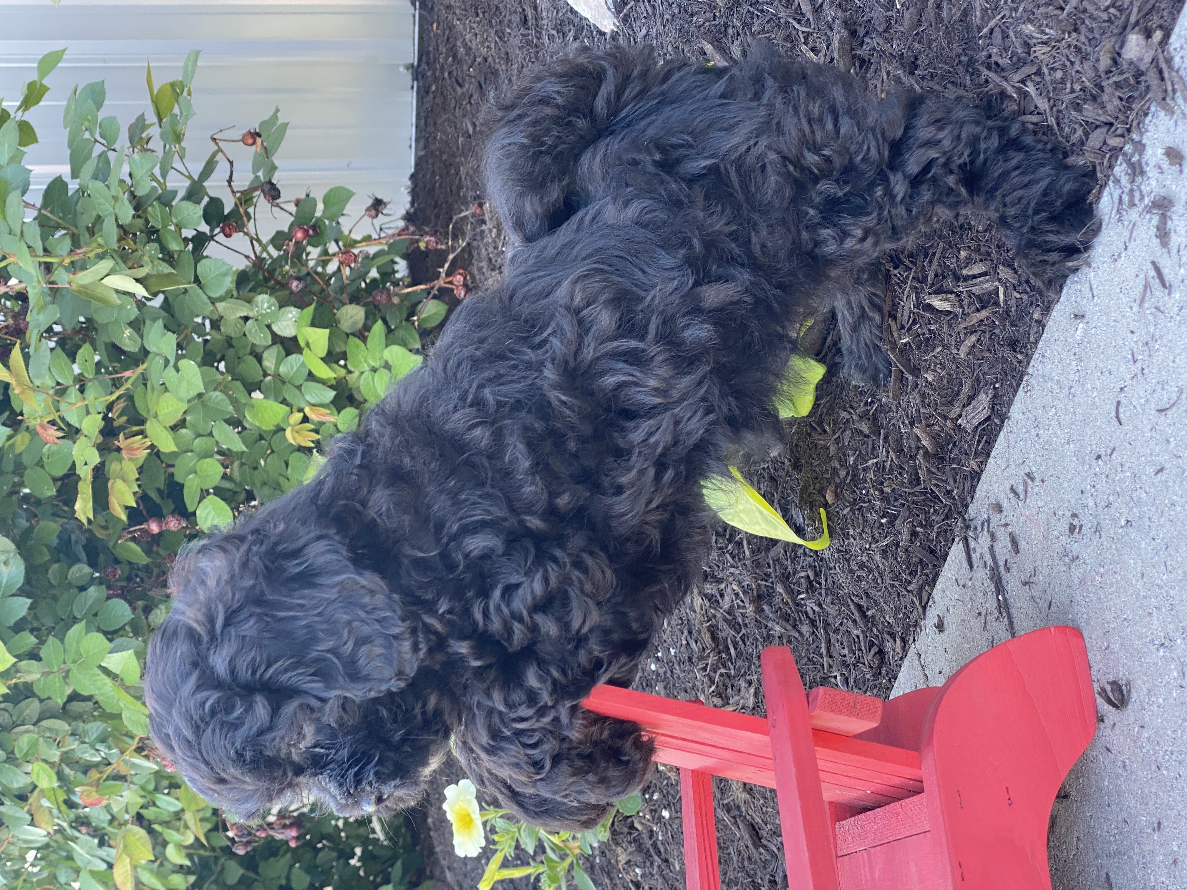 puppy, for, sale, LHASA APSO / POODLE, Curtis  Martin, dog, breeder, Seneca Falls, NY, dog-breeder, puppy-for-sale, forsale, nearby, find, puppyfind, locator, puppylocator, aca