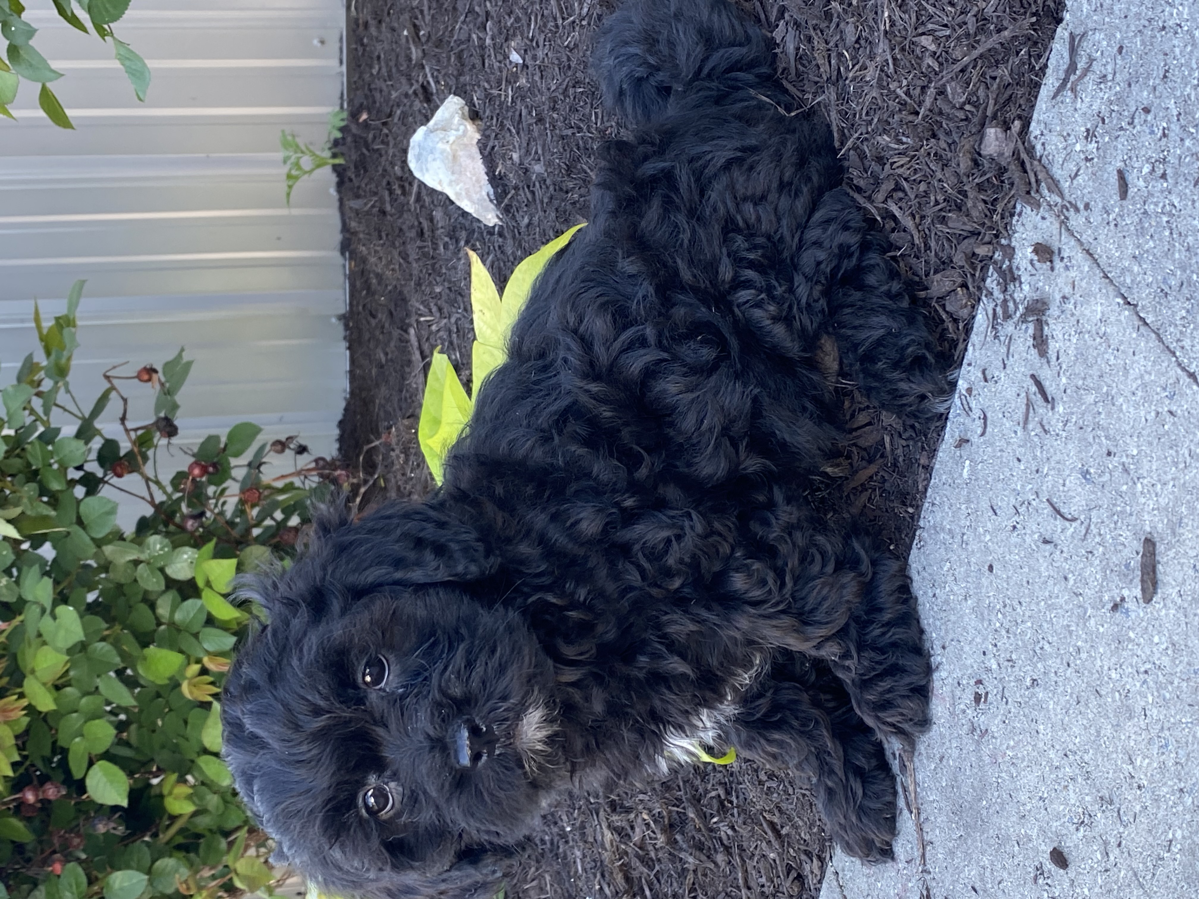puppy, for, sale, LHASA APSO / POODLE, Curtis  Martin, dog, breeder, Seneca Falls, NY, dog-breeder, puppy-for-sale, forsale, nearby, find, puppyfind, locator, puppylocator, aca