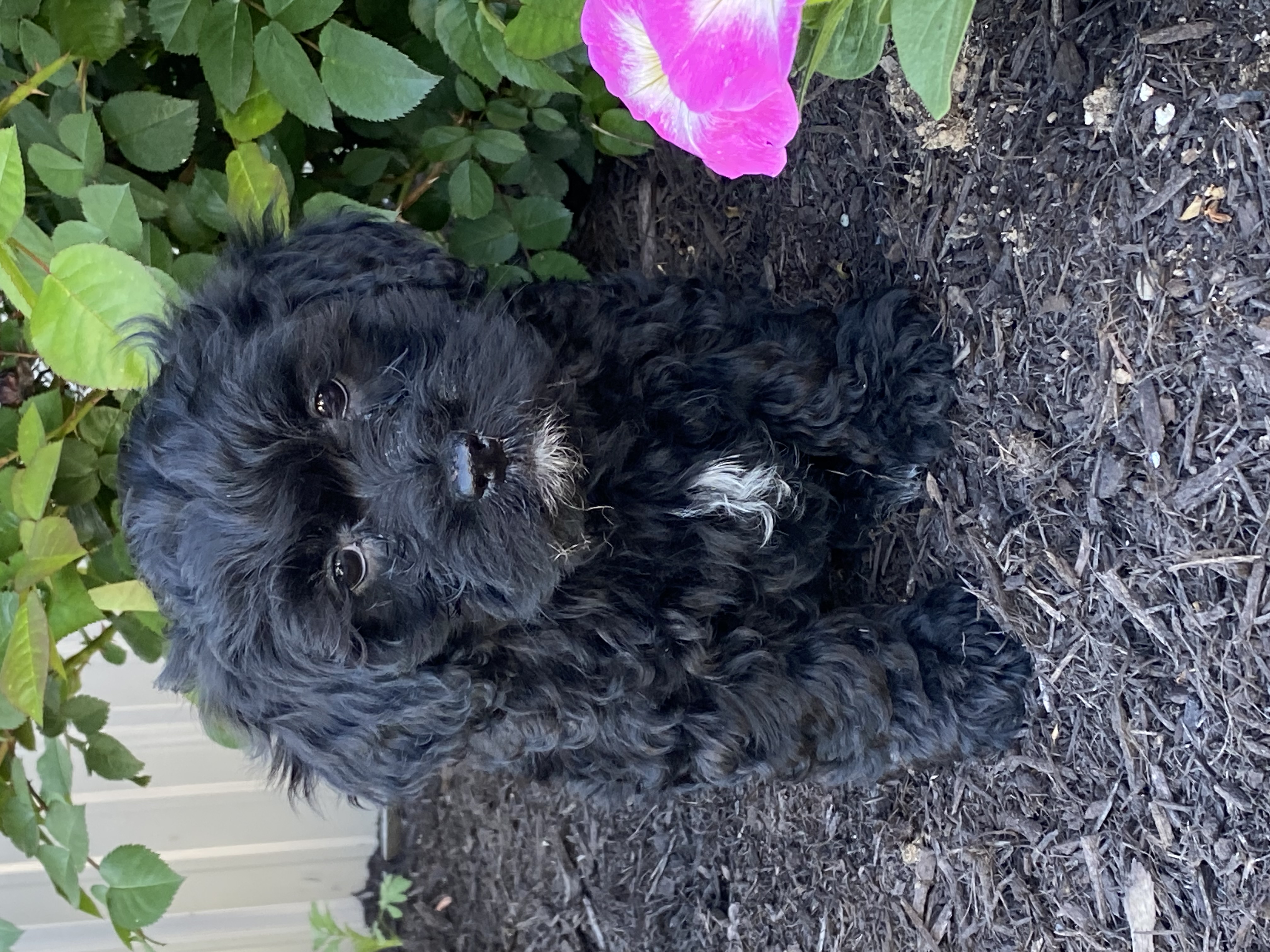 puppy, for, sale, LHASA APSO / POODLE, Curtis  Martin, dog, breeder, Seneca Falls, NY, dog-breeder, puppy-for-sale, forsale, nearby, find, puppyfind, locator, puppylocator, aca