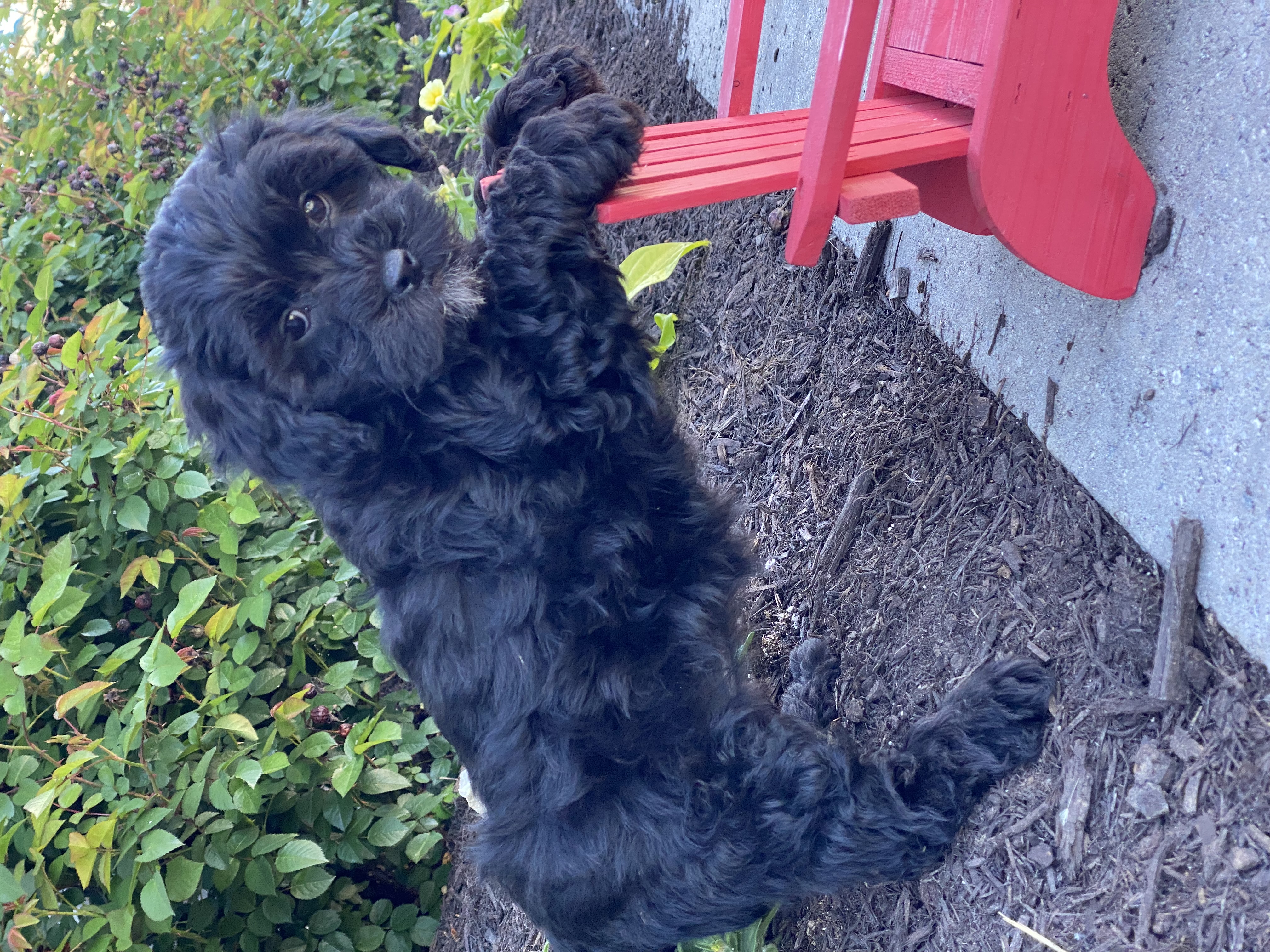 puppy, for, sale, LHASA APSO / POODLE, Curtis  Martin, dog, breeder, Seneca Falls, NY, dog-breeder, puppy-for-sale, forsale, nearby, find, puppyfind, locator, puppylocator, aca