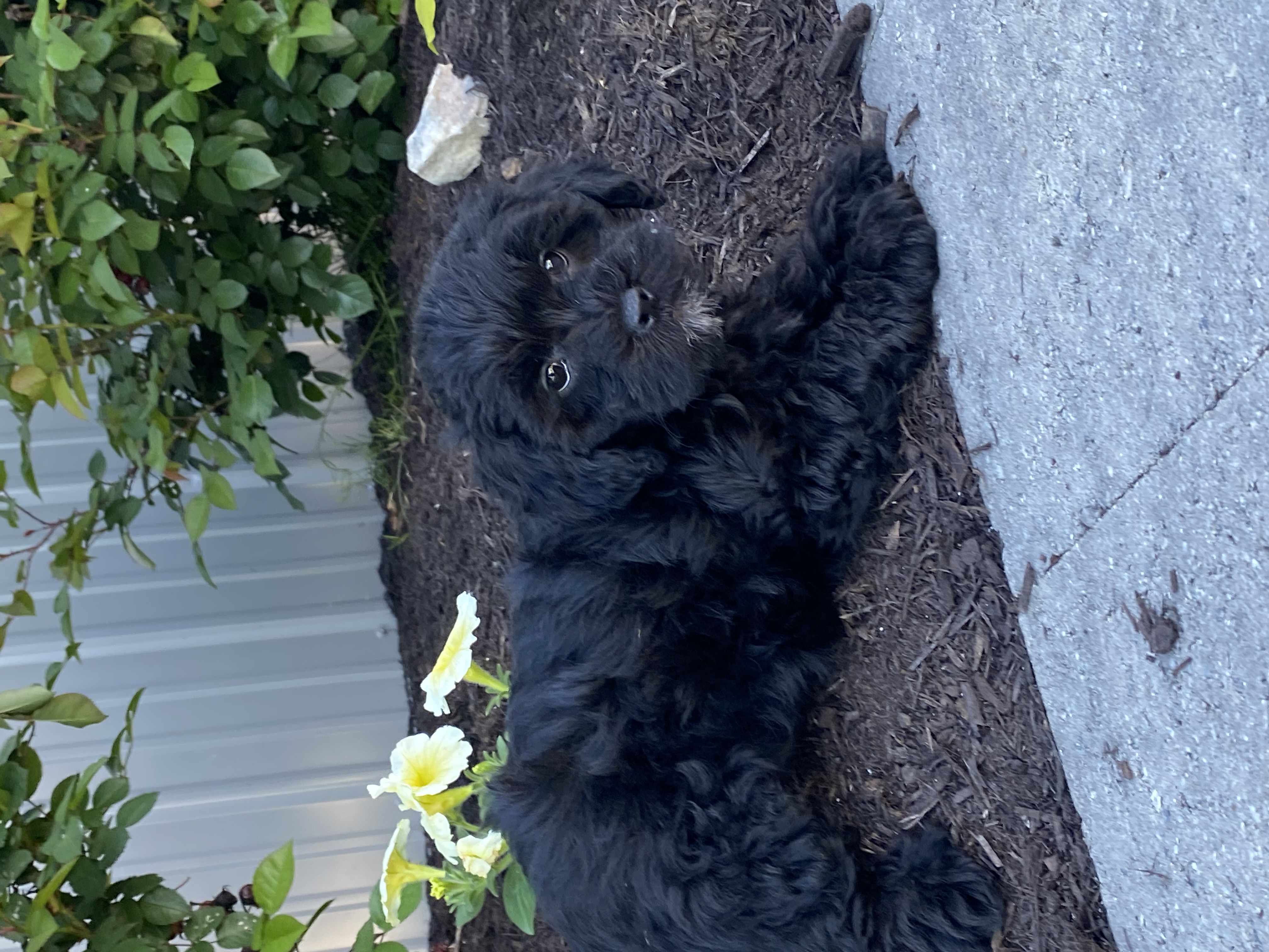 puppy, for, sale, LHASA APSO / POODLE, Curtis  Martin, dog, breeder, Seneca Falls, NY, dog-breeder, puppy-for-sale, forsale, nearby, find, puppyfind, locator, puppylocator, aca