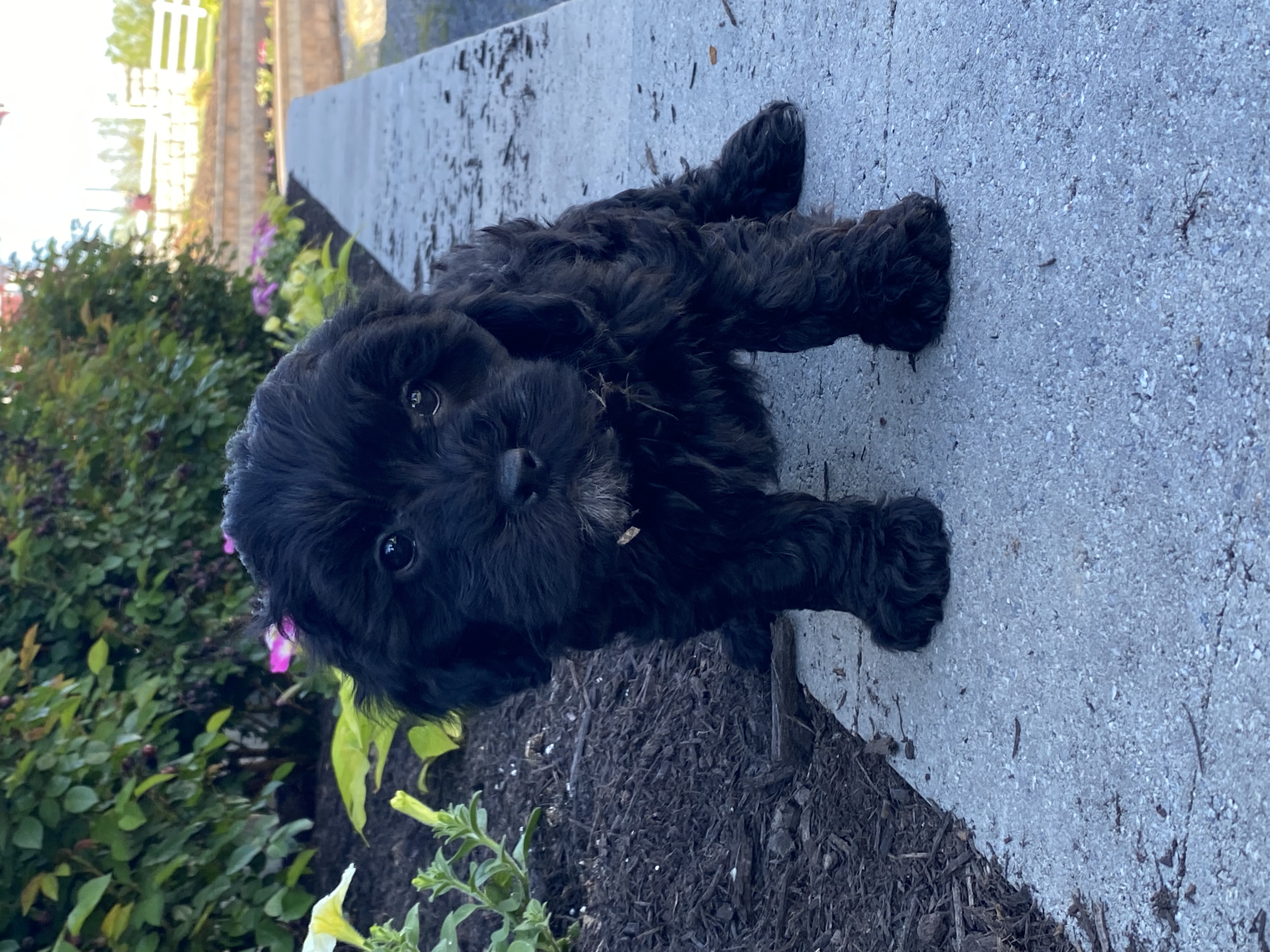 puppy, for, sale, LHASA APSO / POODLE, Curtis  Martin, dog, breeder, Seneca Falls, NY, dog-breeder, puppy-for-sale, forsale, nearby, find, puppyfind, locator, puppylocator, aca
