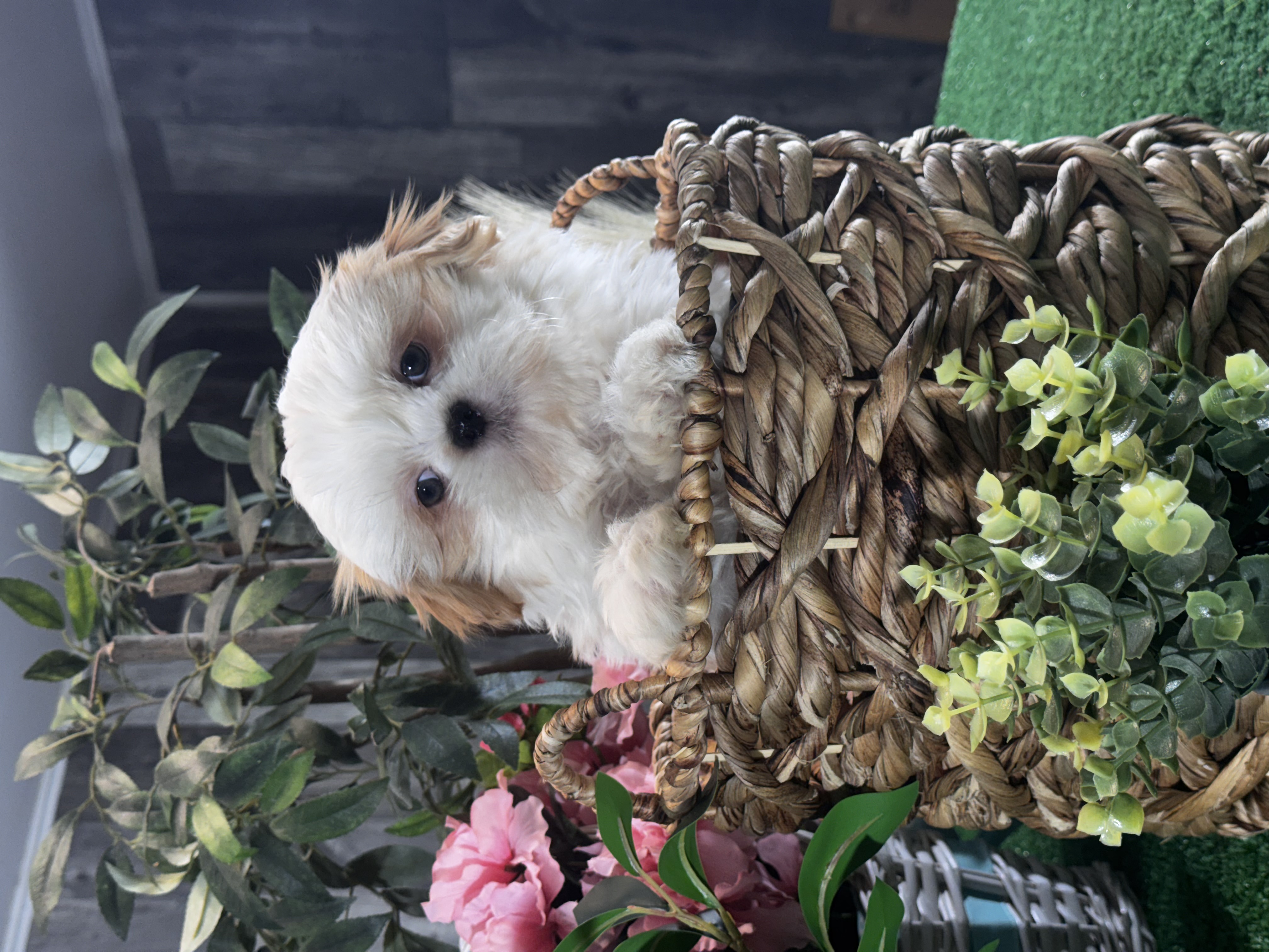 puppy photo