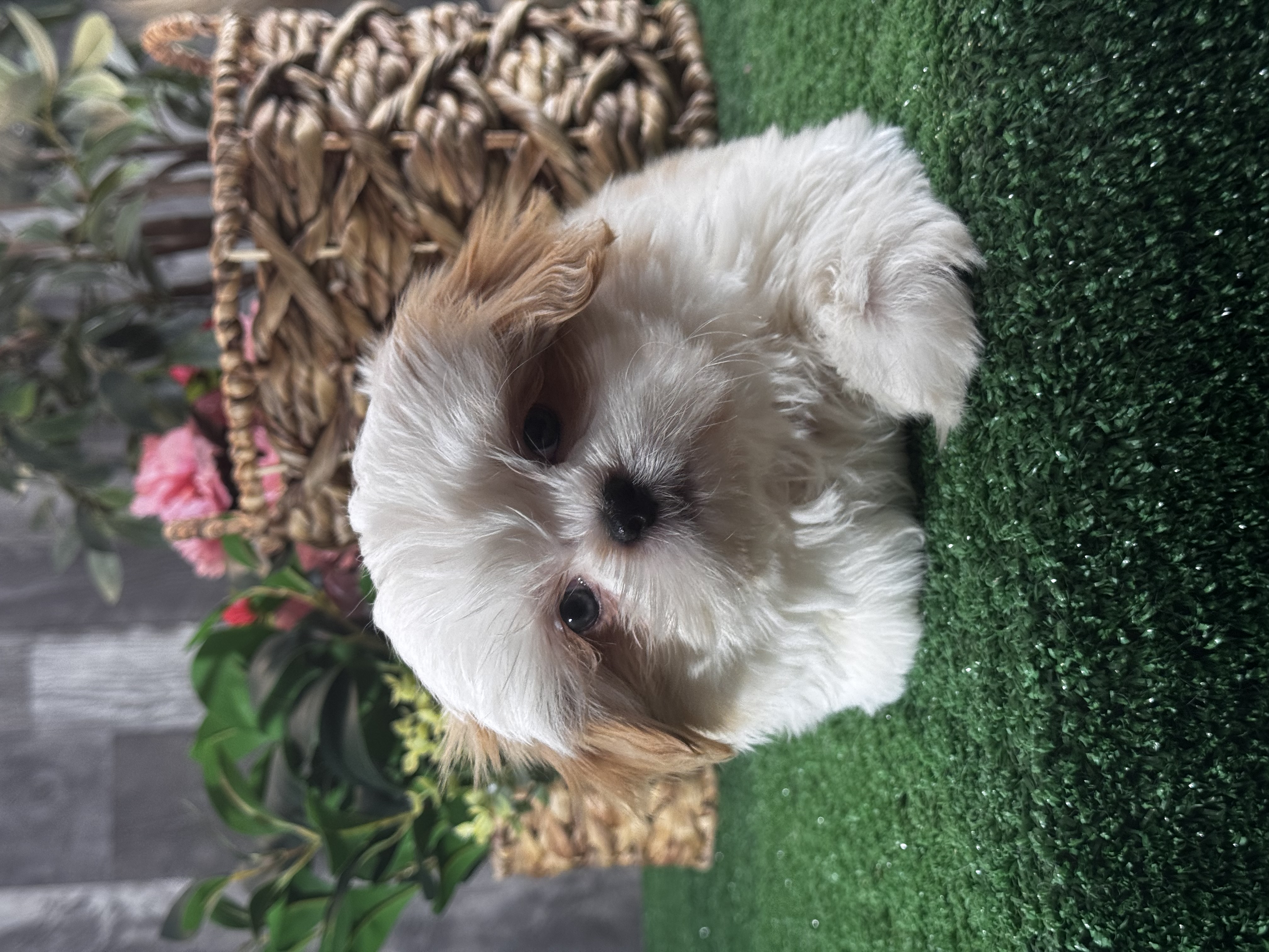 puppy photo
