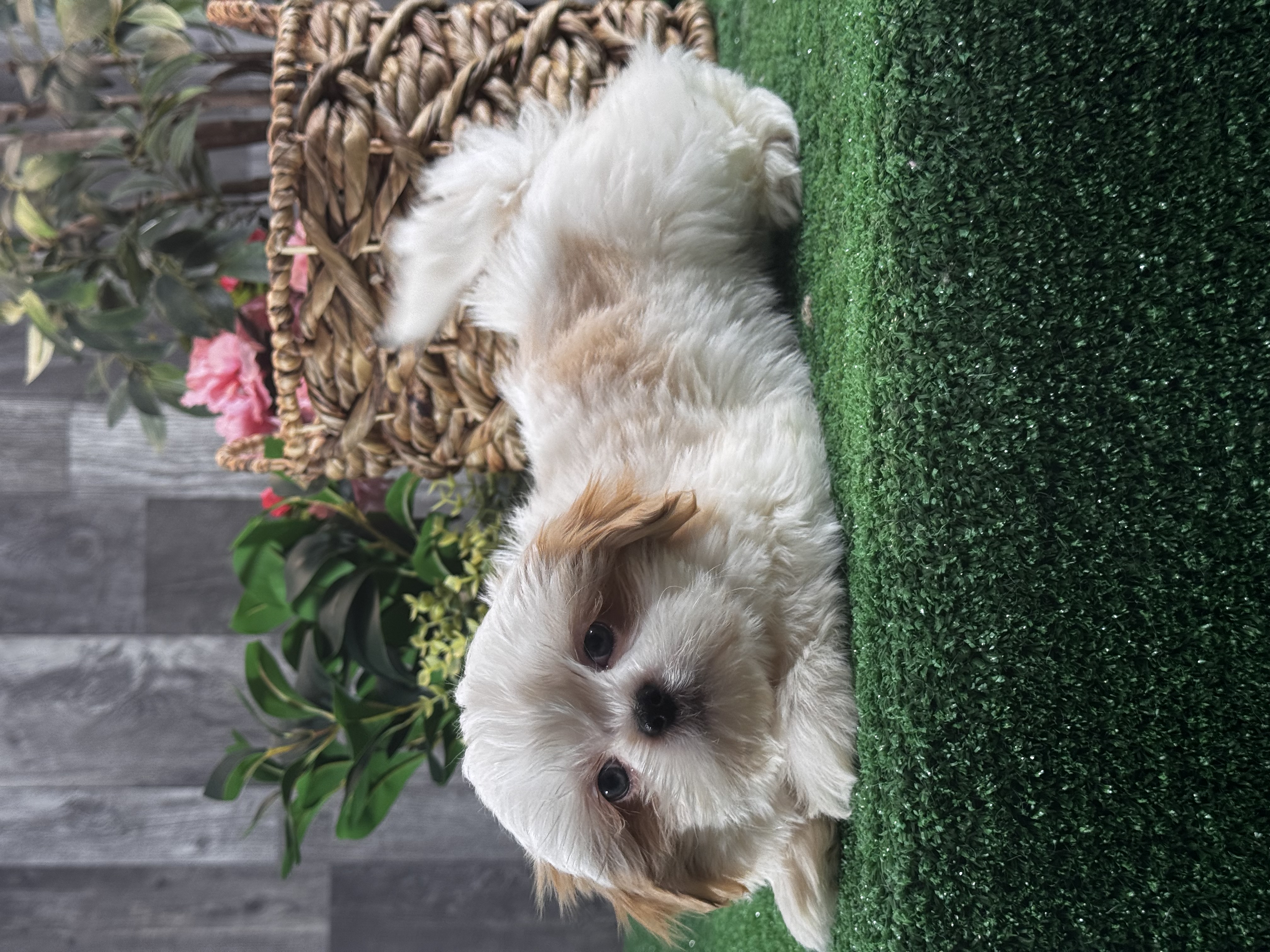 puppy photo