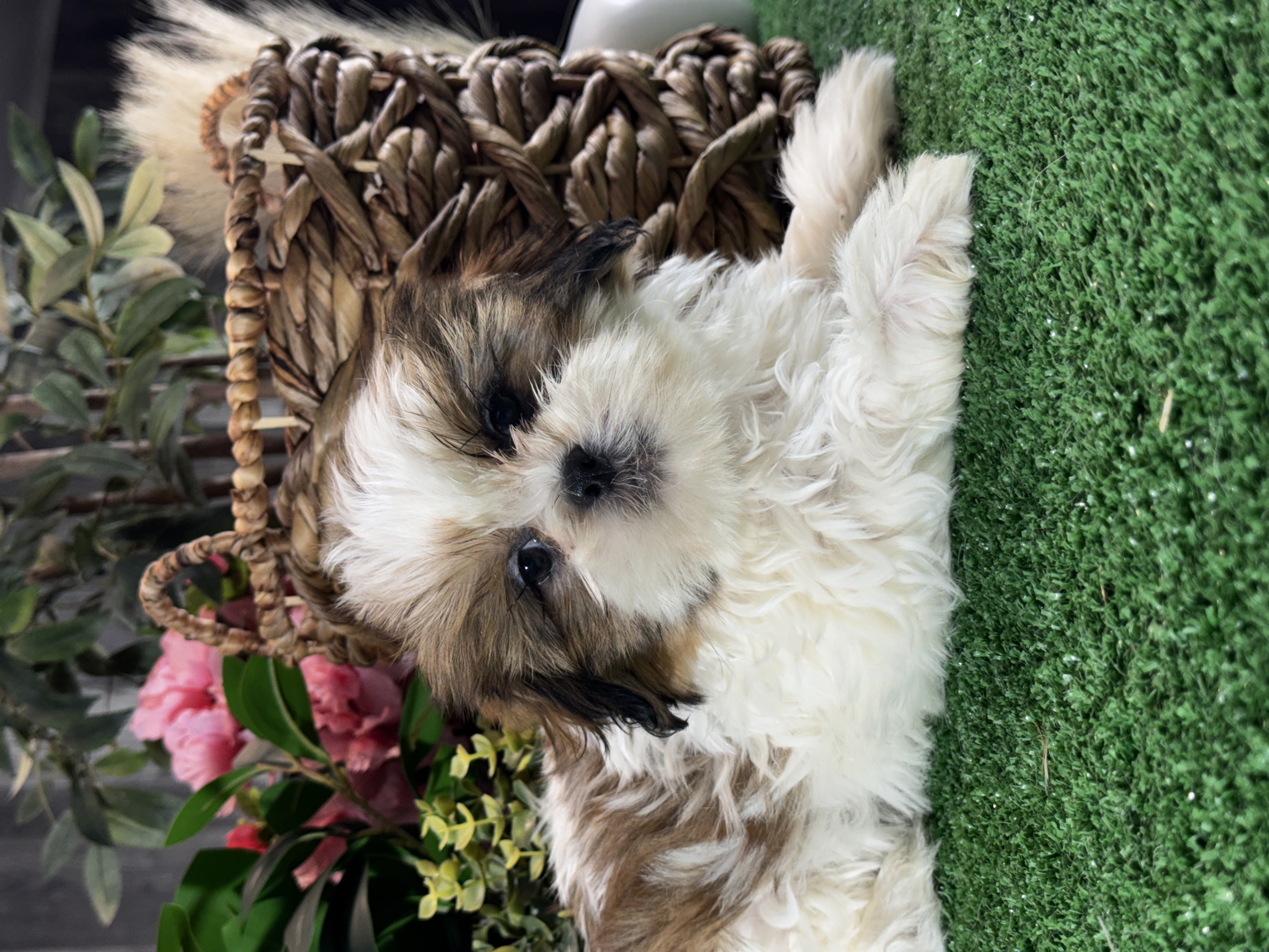 puppy photo