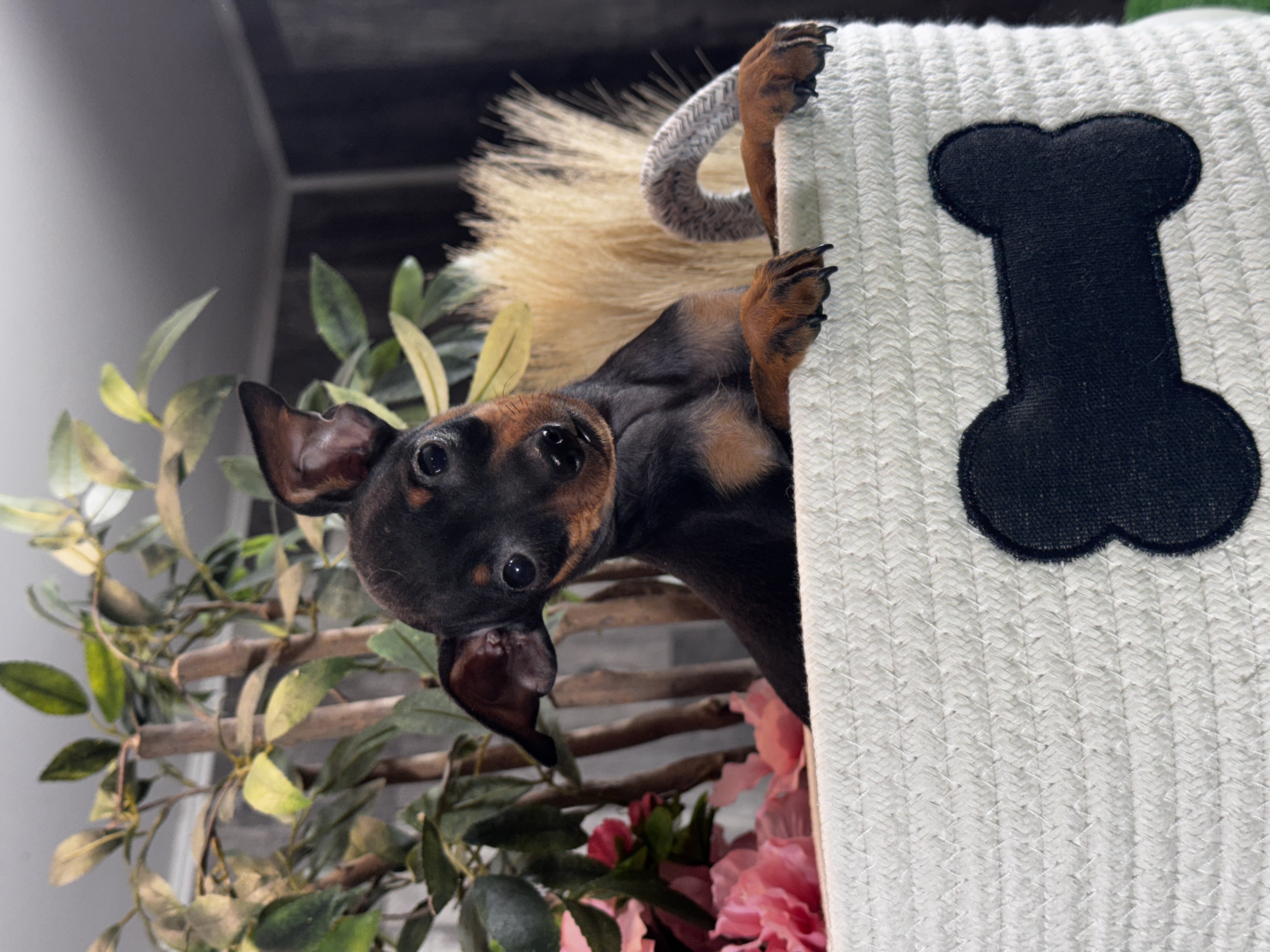 puppy photo