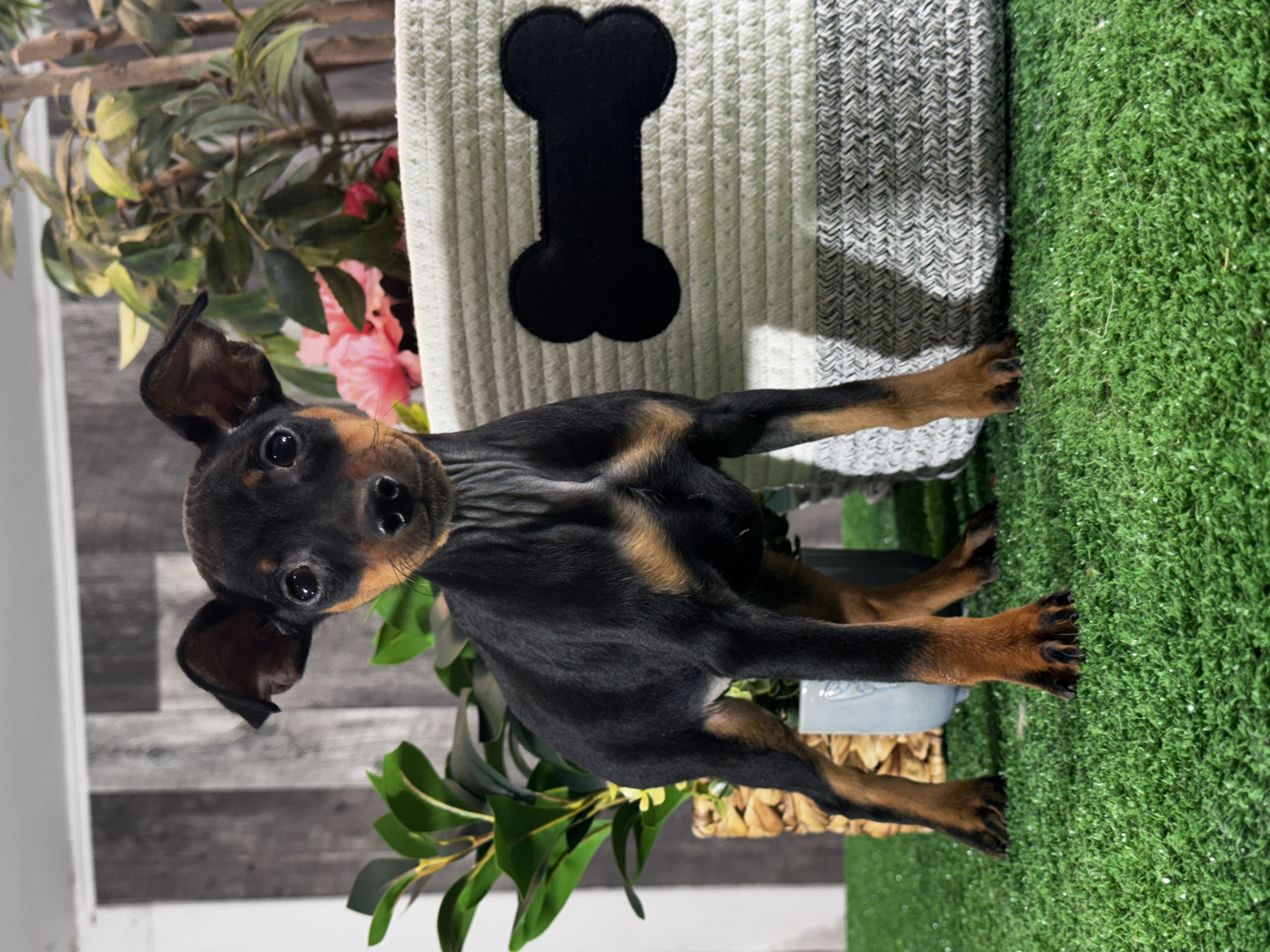 puppy photo