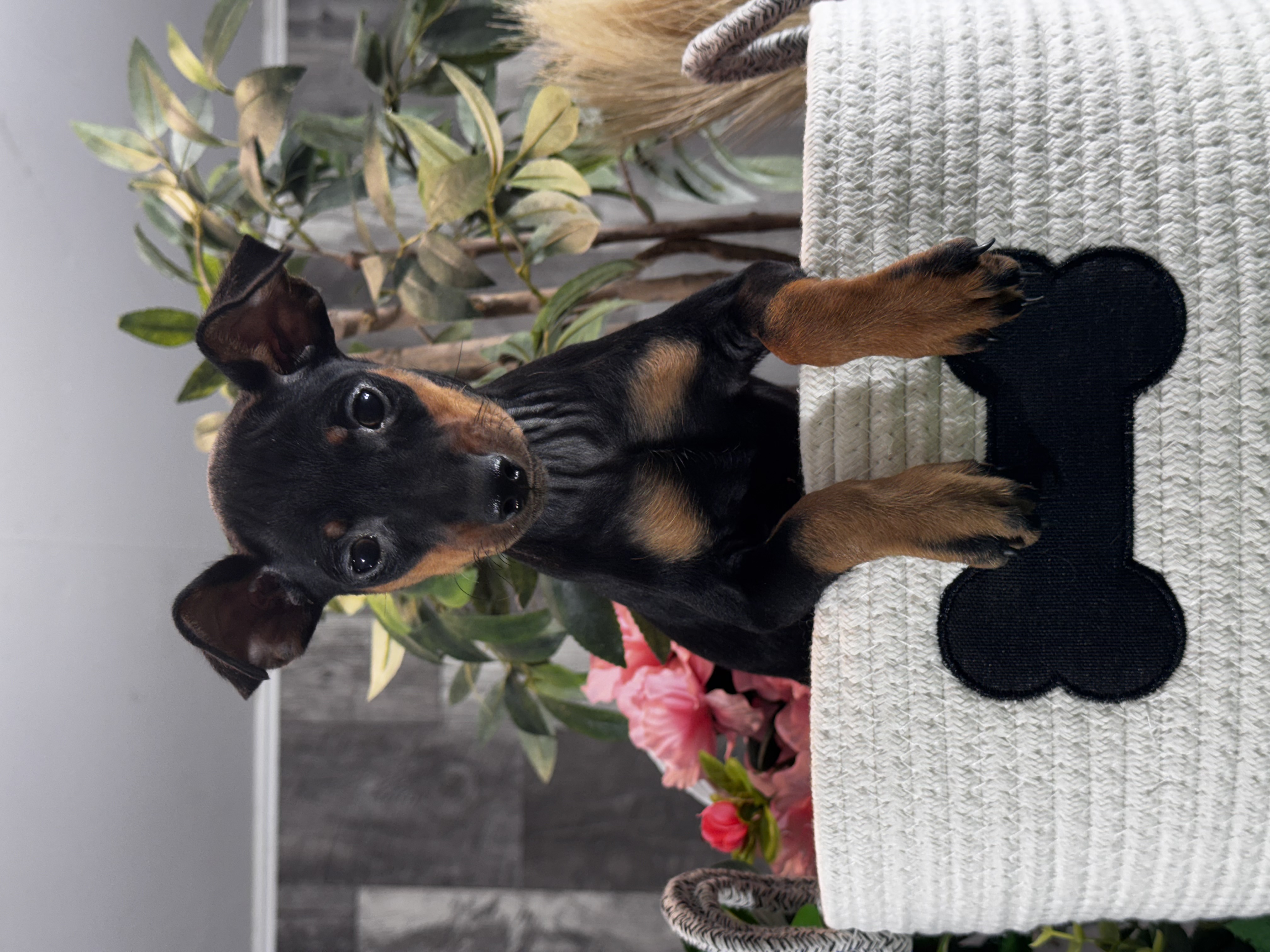 puppy photo