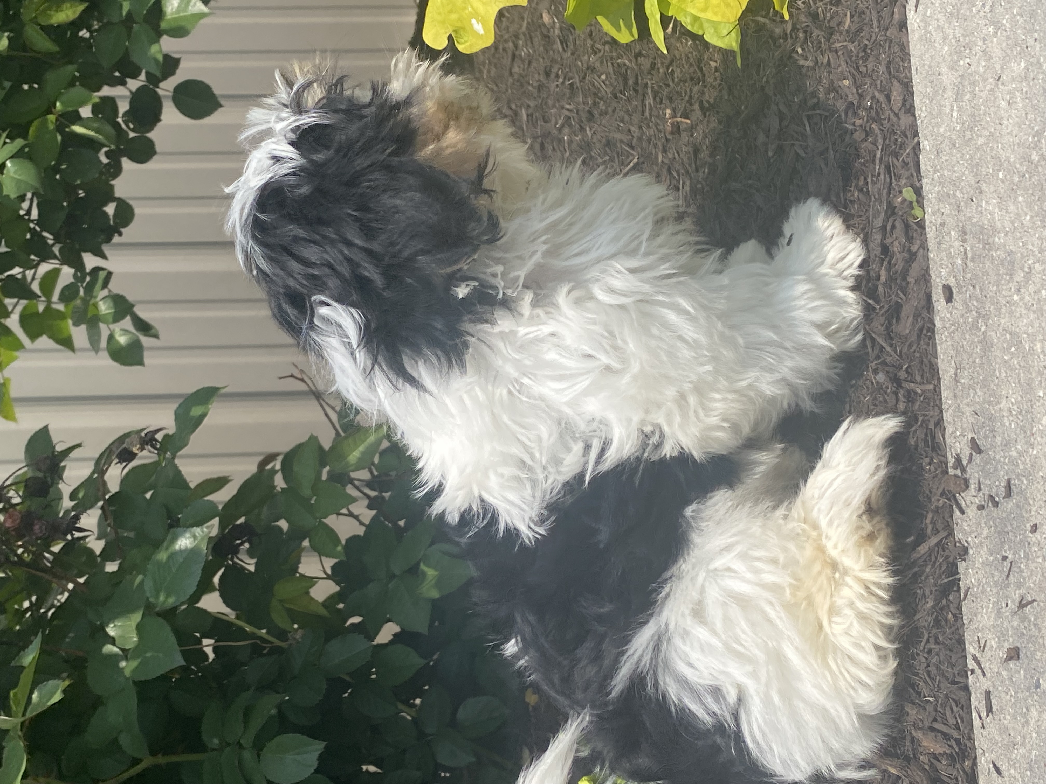 puppy, for, sale, Shih Tzu, Curtis  Martin, dog, breeder, Seneca Falls, NY, dog-breeder, puppy-for-sale, forsale, nearby, find, puppyfind, locator, puppylocator, aca