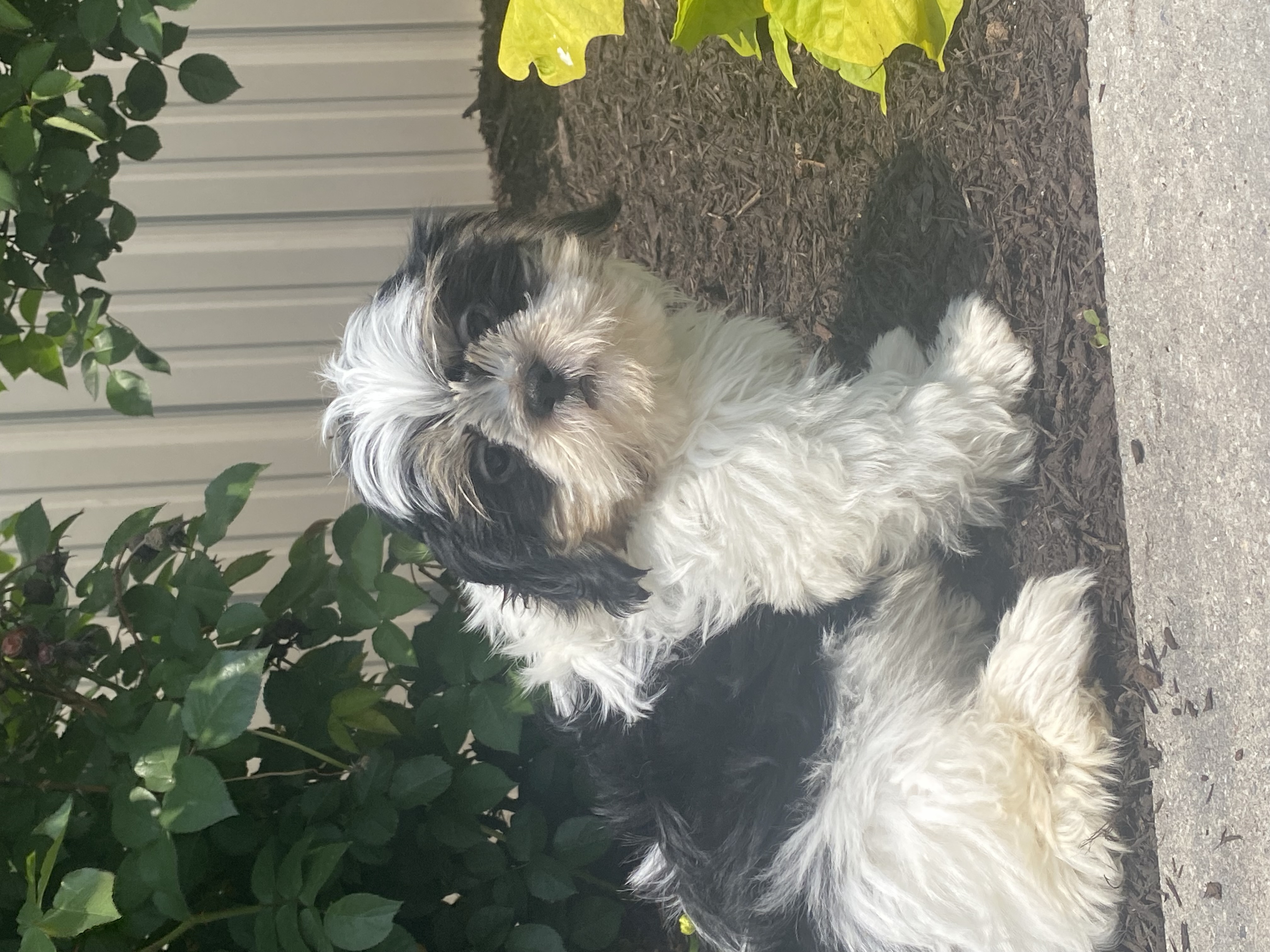 puppy, for, sale, Shih Tzu, Curtis  Martin, dog, breeder, Seneca Falls, NY, dog-breeder, puppy-for-sale, forsale, nearby, find, puppyfind, locator, puppylocator, aca