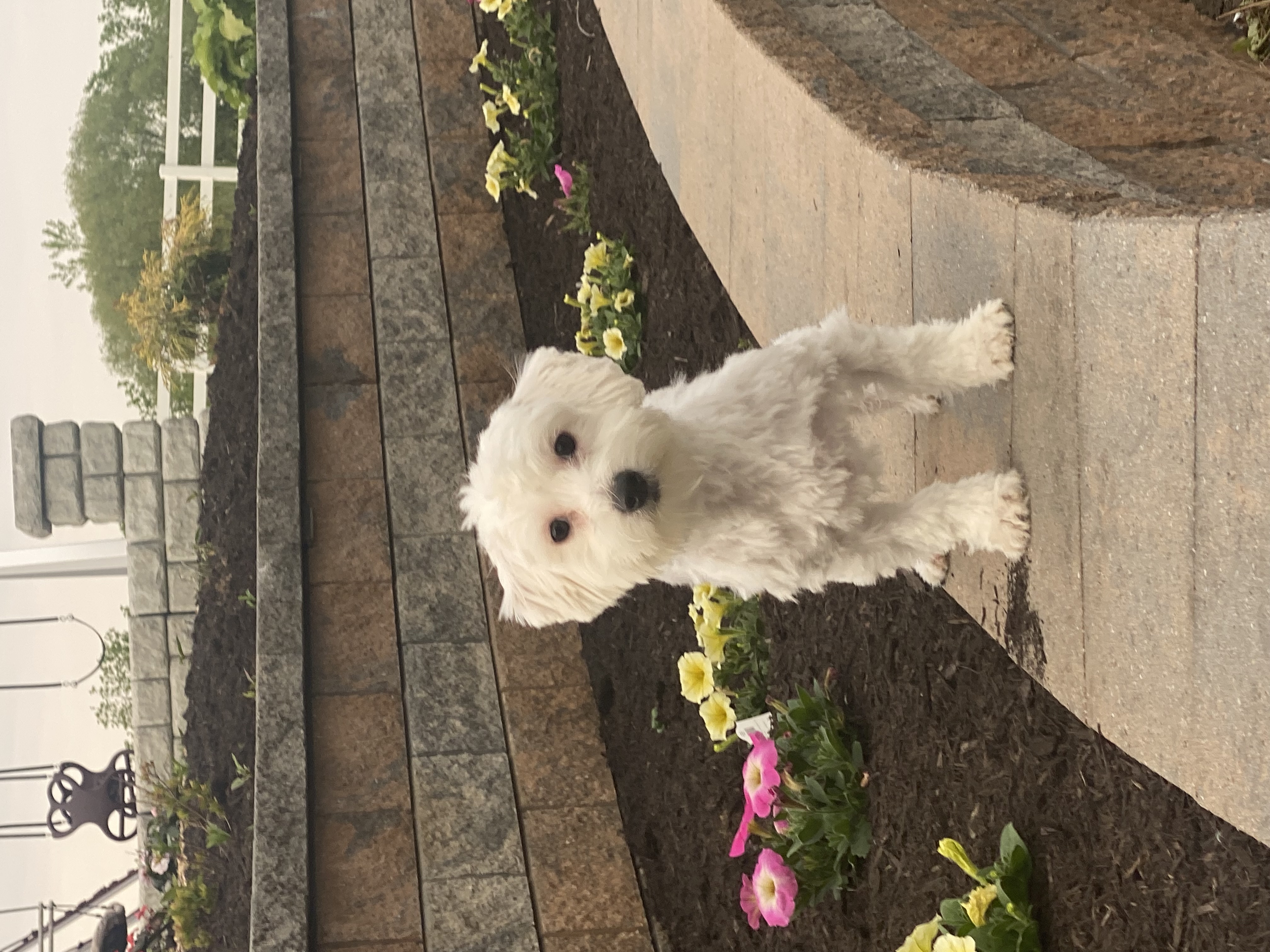 puppy, for, sale, Coton de Tulear, Curtis  Martin, dog, breeder, Seneca Falls, NY, dog-breeder, puppy-for-sale, forsale, nearby, find, puppyfind, locator, puppylocator, aca