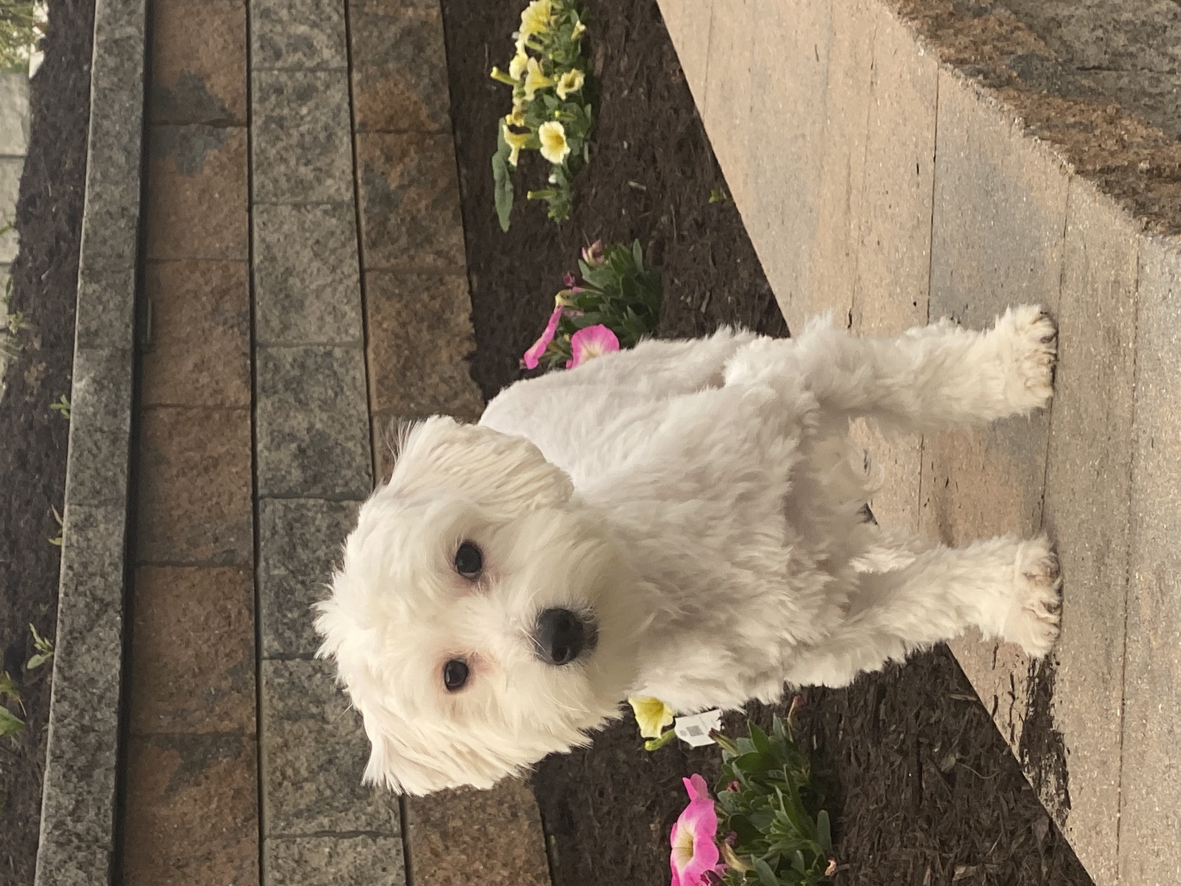 puppy, for, sale, Coton de Tulear, Curtis  Martin, dog, breeder, Seneca Falls, NY, dog-breeder, puppy-for-sale, forsale, nearby, find, puppyfind, locator, puppylocator, aca