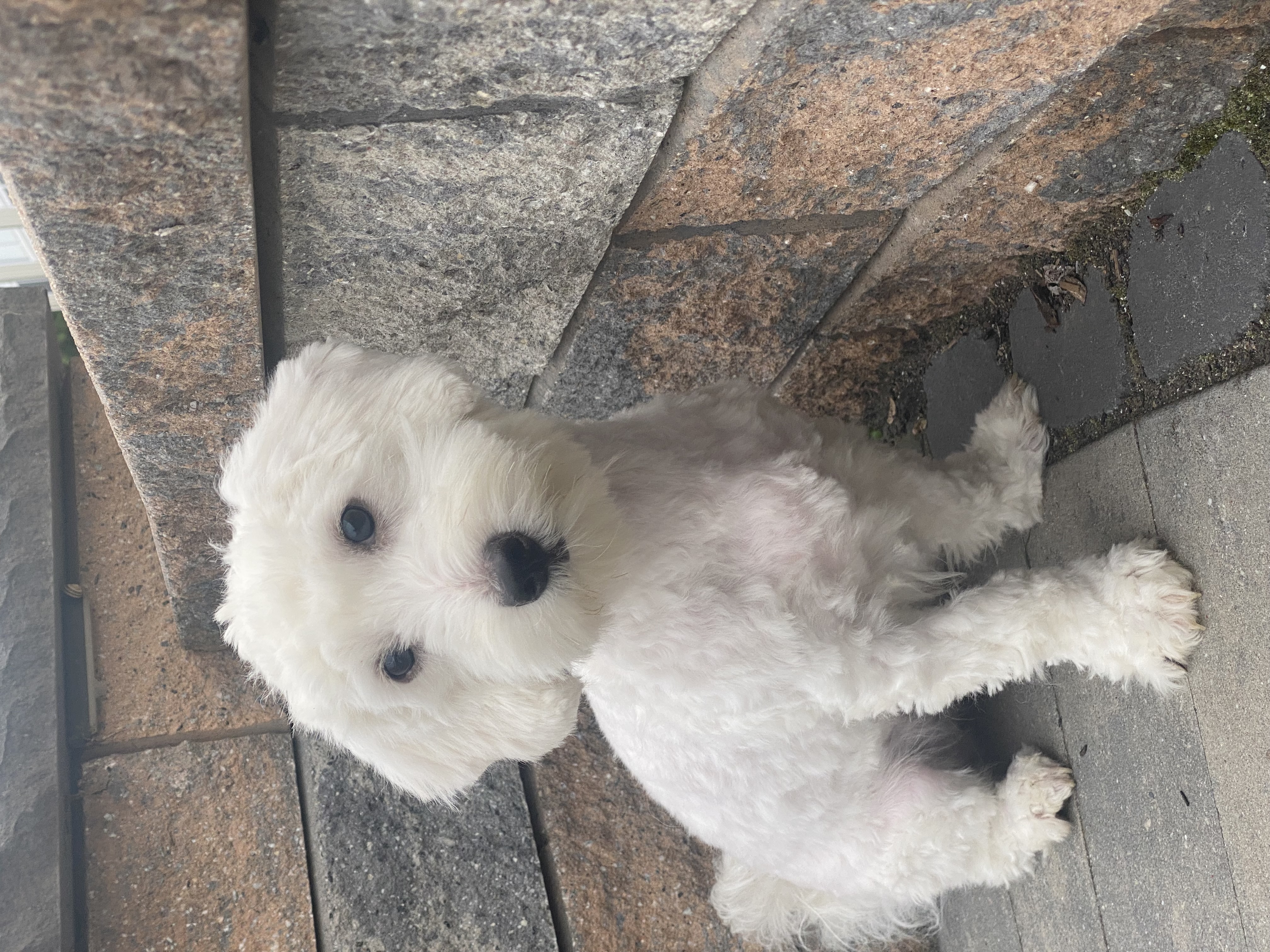 puppy photo