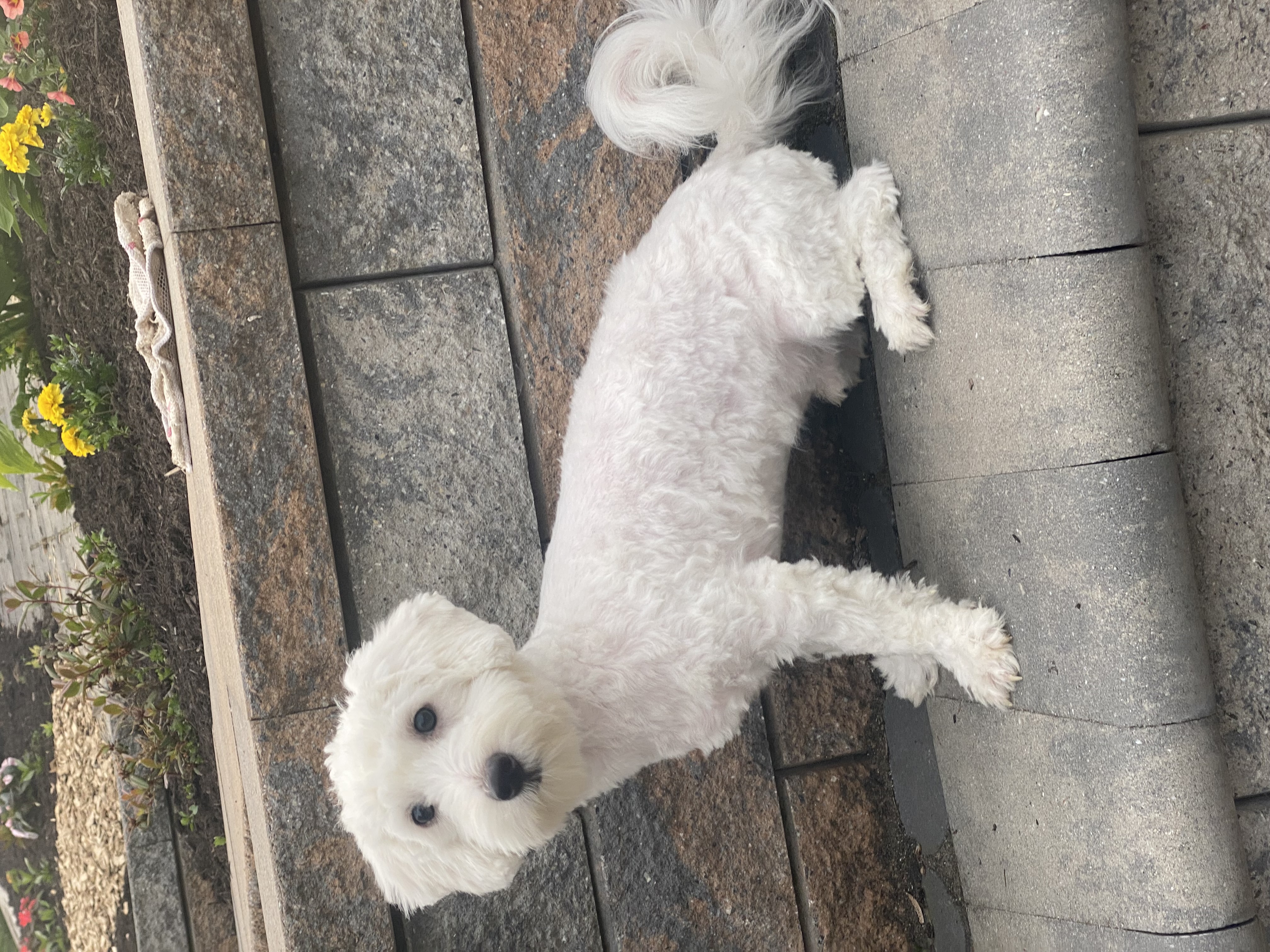 puppy photo