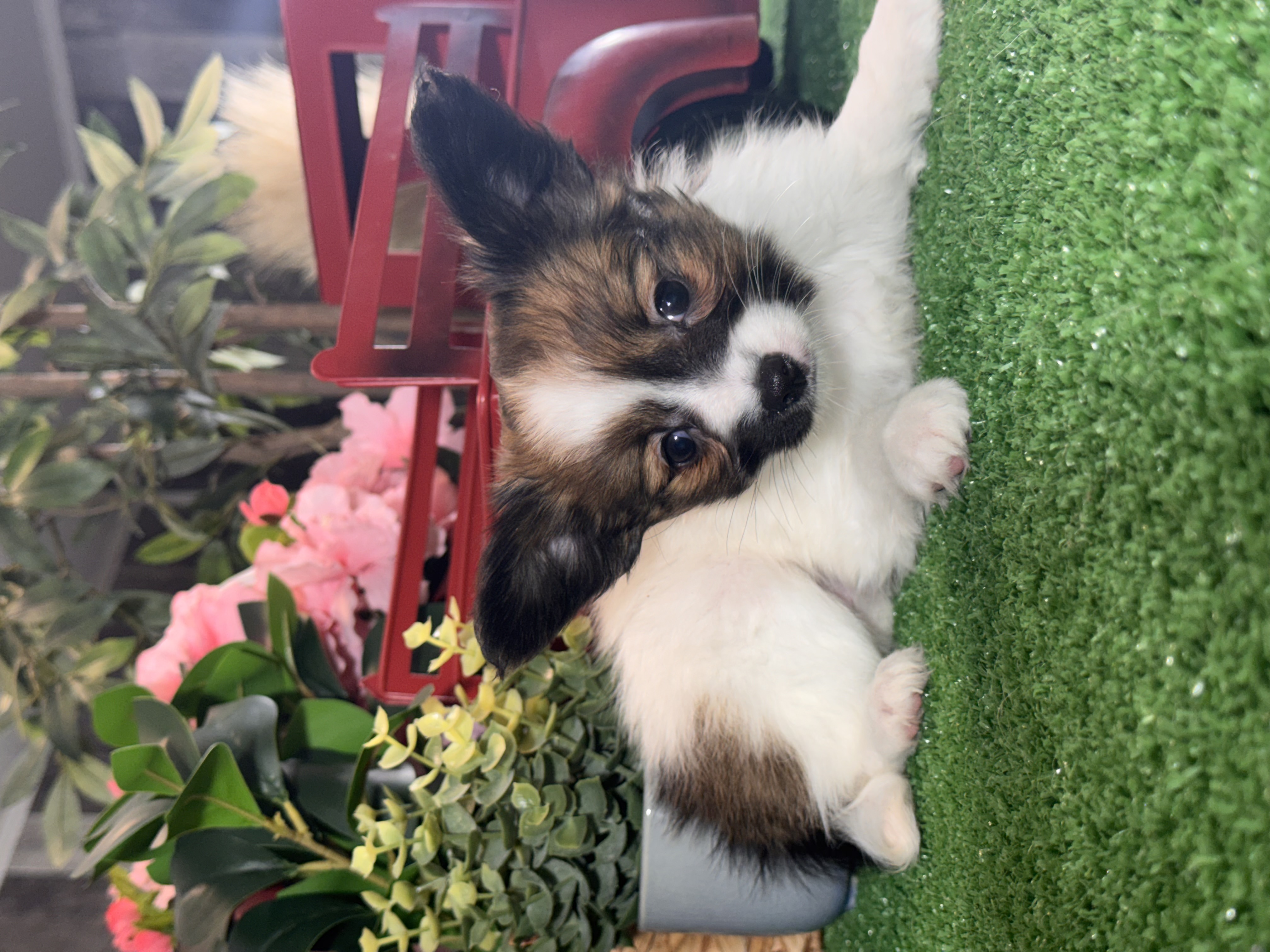 puppy photo