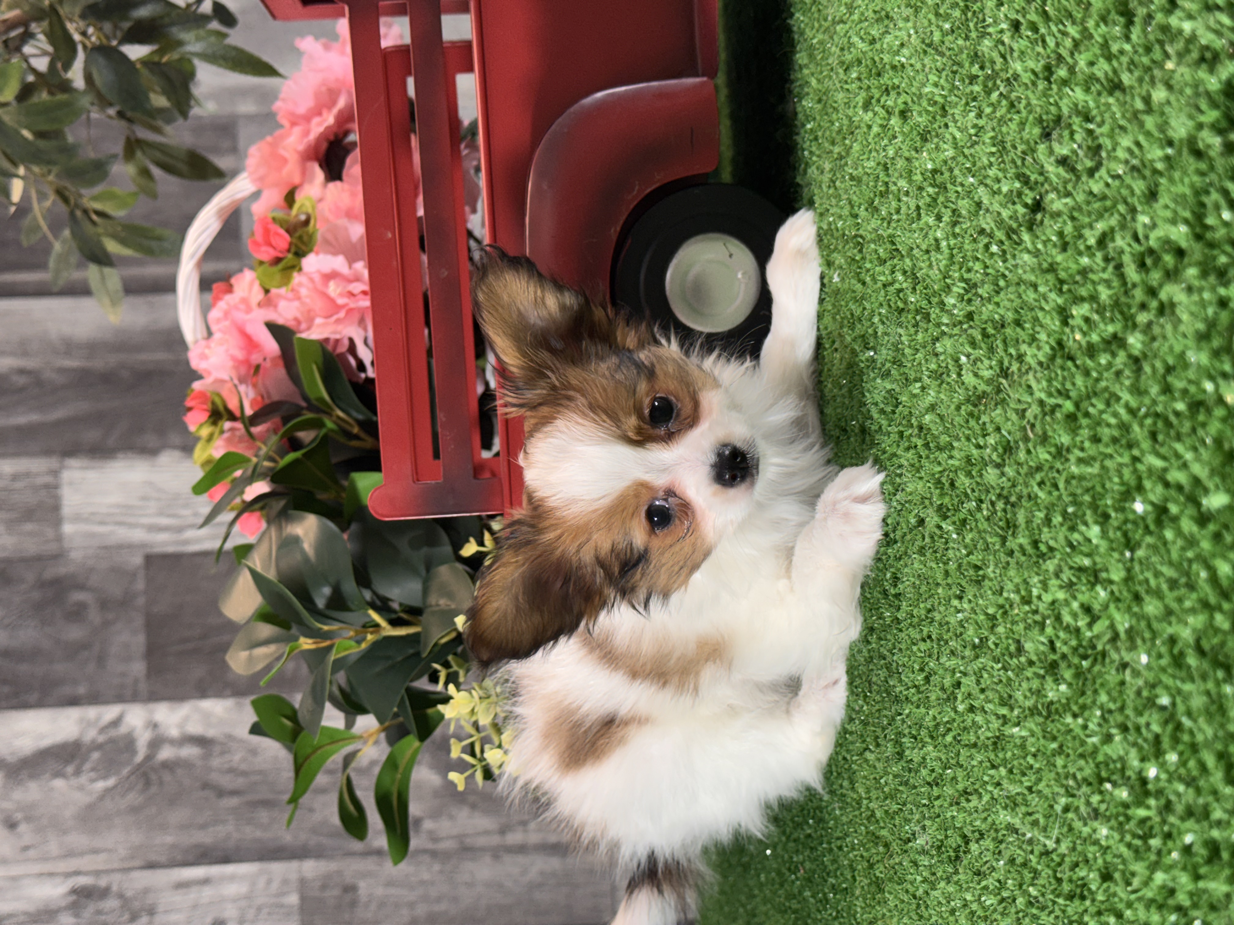 puppy photo