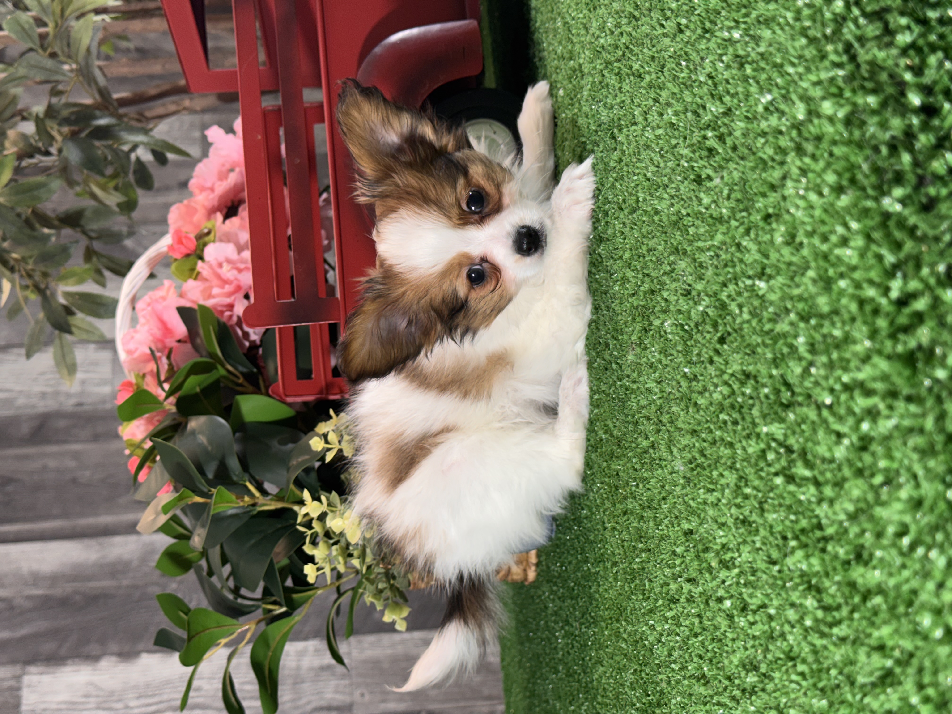 puppy photo
