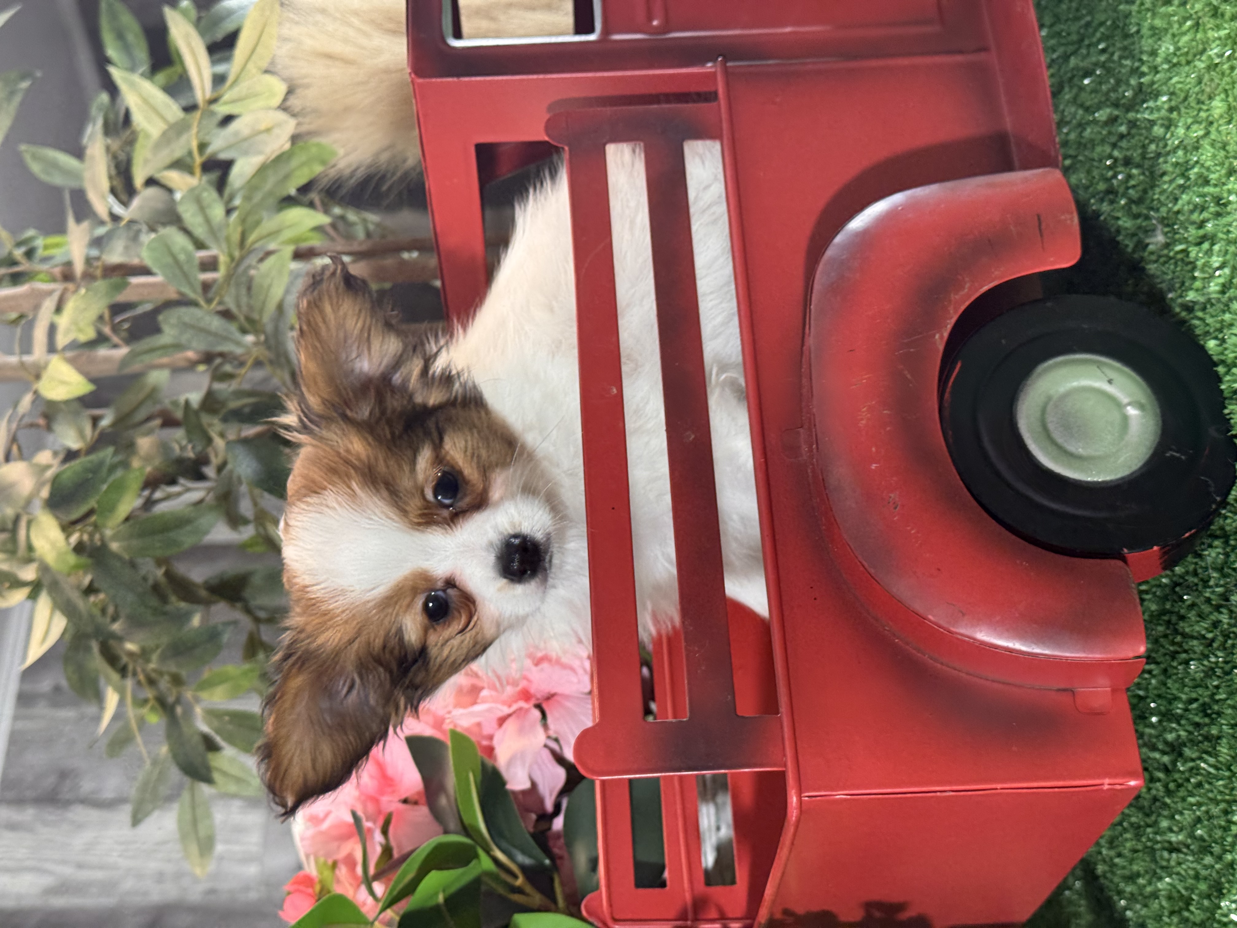 puppy photo