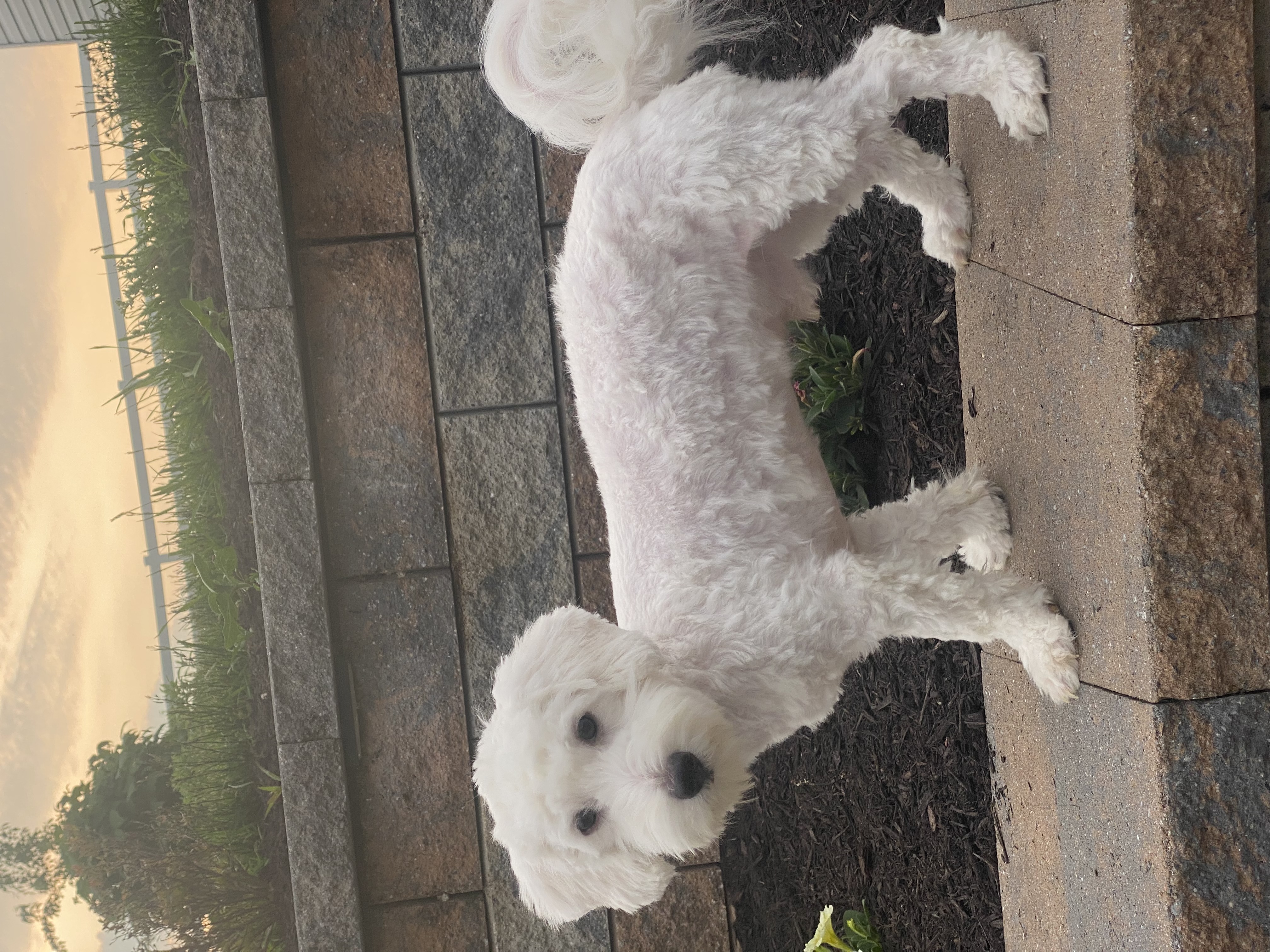 puppy photo