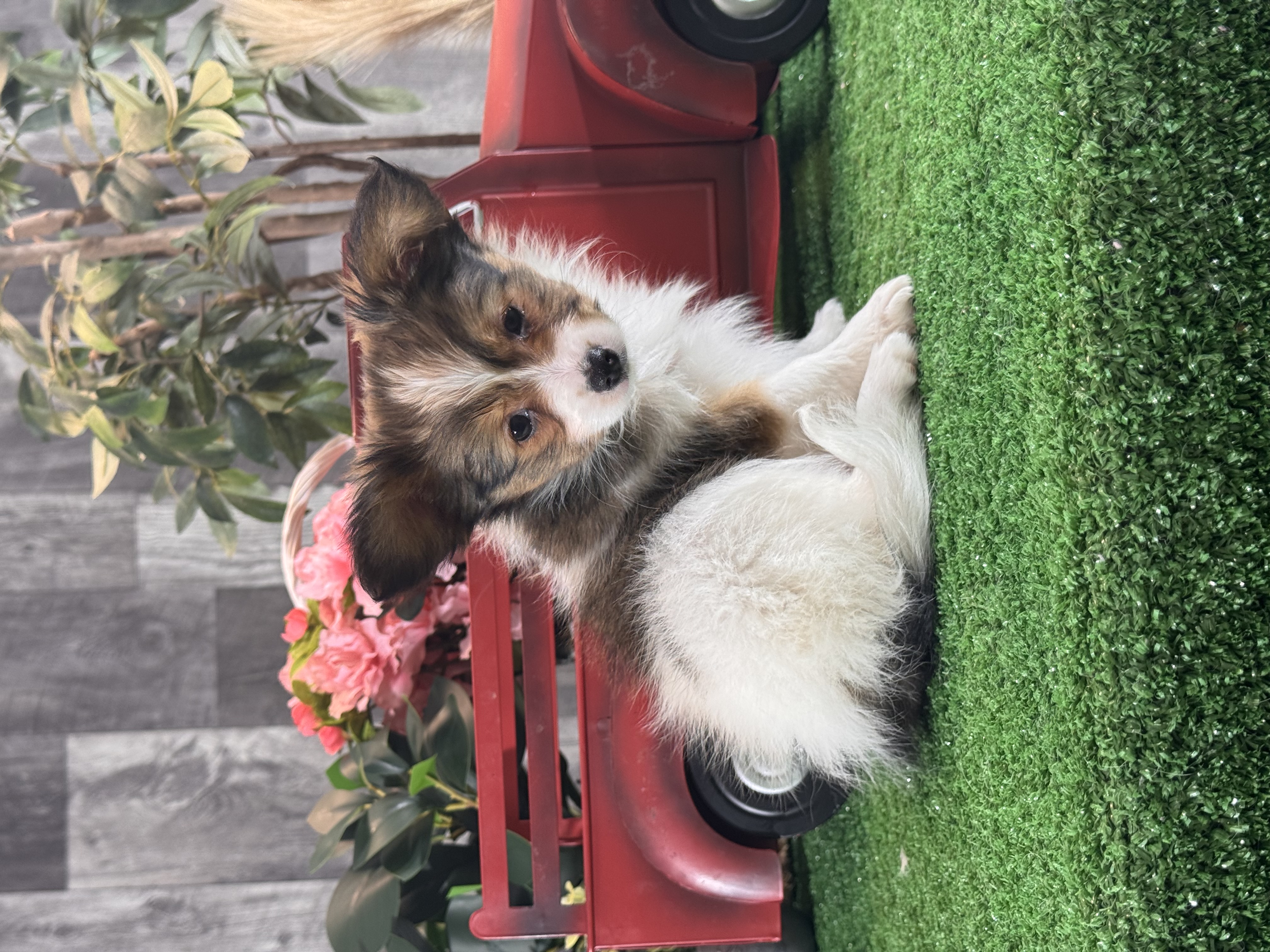 puppy photo