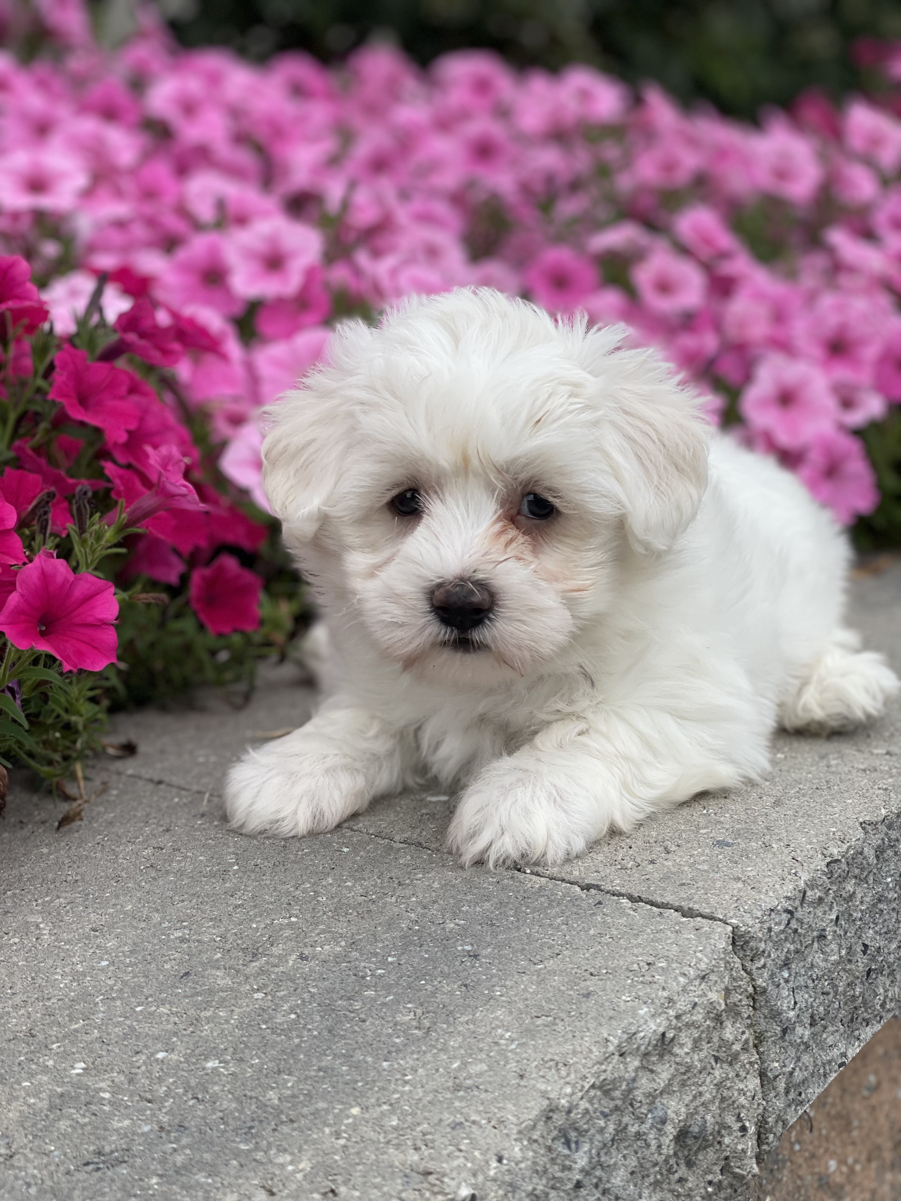 puppy, for, sale, Maltese, Curtis  Martin, dog, breeder, Seneca Falls, NY, dog-breeder, puppy-for-sale, forsale, nearby, find, puppyfind, locator, puppylocator, aca