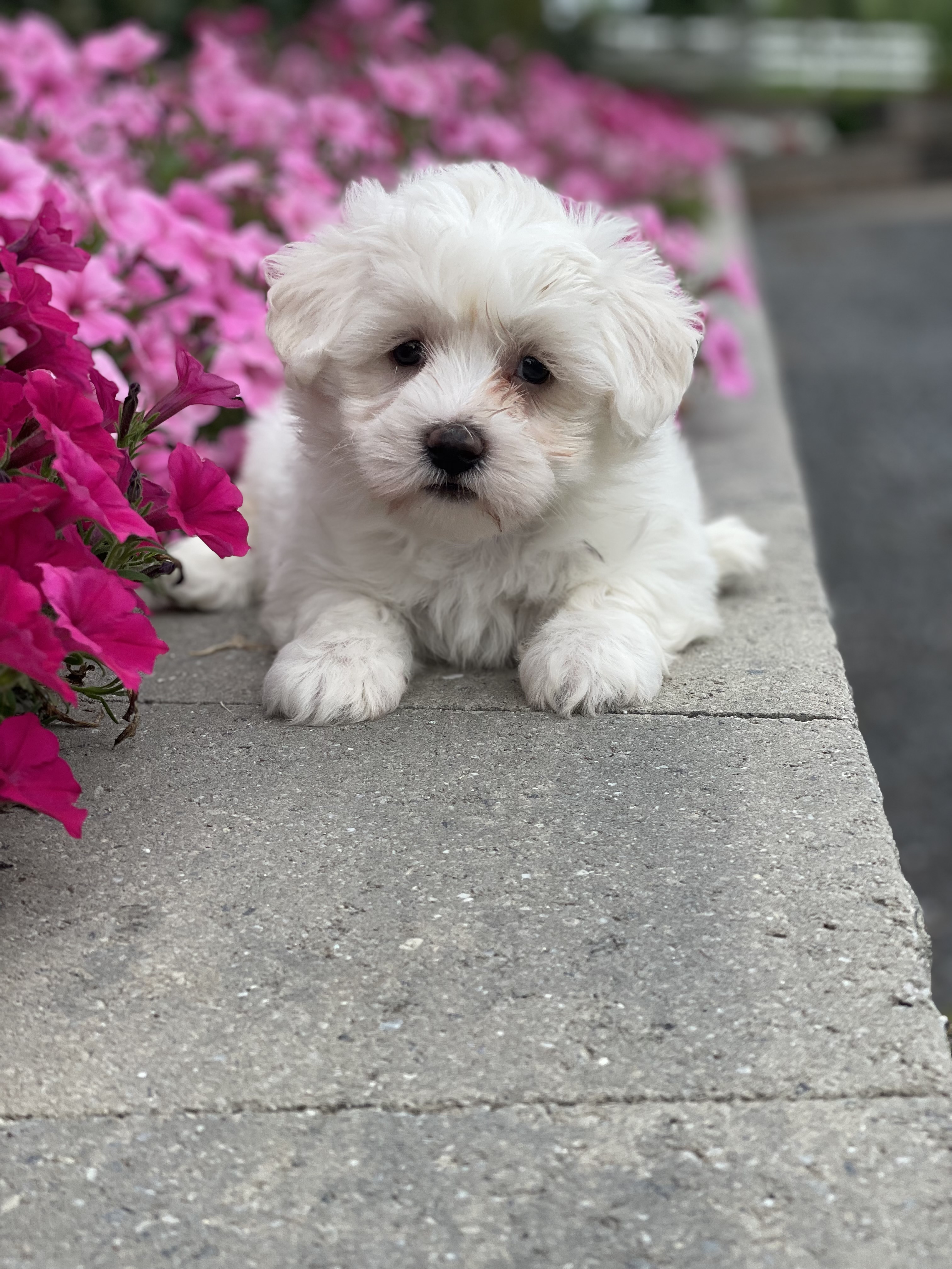 puppy photo