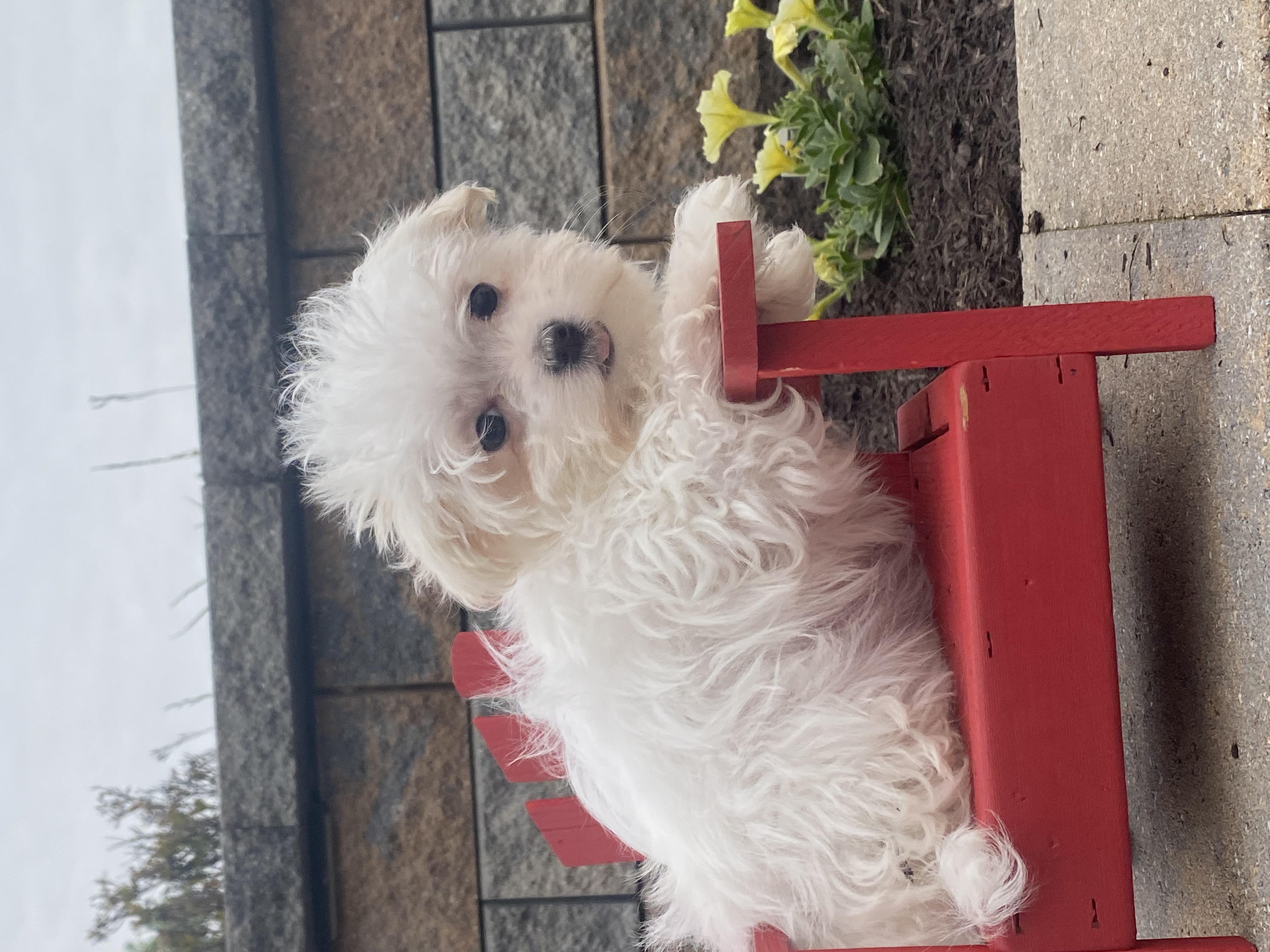 puppy, for, sale, Maltese, Curtis  Martin, dog, breeder, Seneca Falls, NY, dog-breeder, puppy-for-sale, forsale, nearby, find, puppyfind, locator, puppylocator, aca