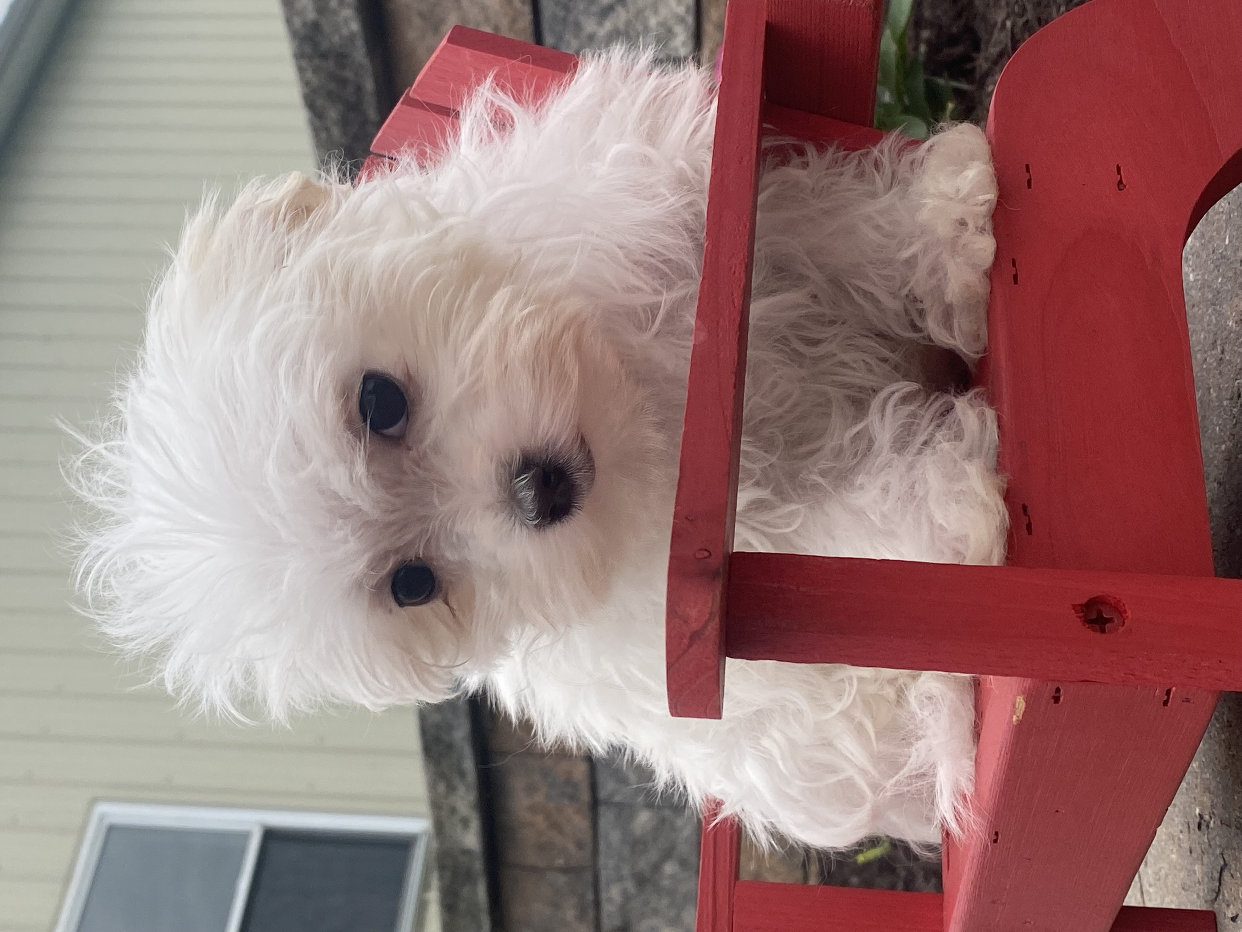 puppy, for, sale, Maltese, Curtis  Martin, dog, breeder, Seneca Falls, NY, dog-breeder, puppy-for-sale, forsale, nearby, find, puppyfind, locator, puppylocator, aca
