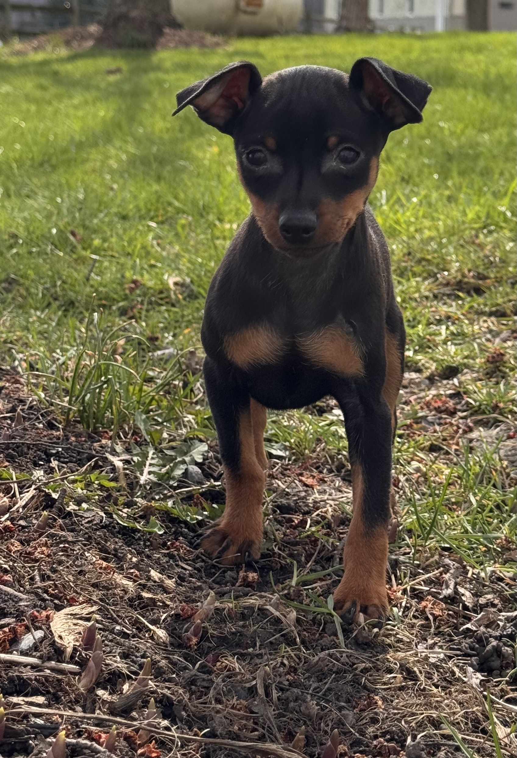puppy photo