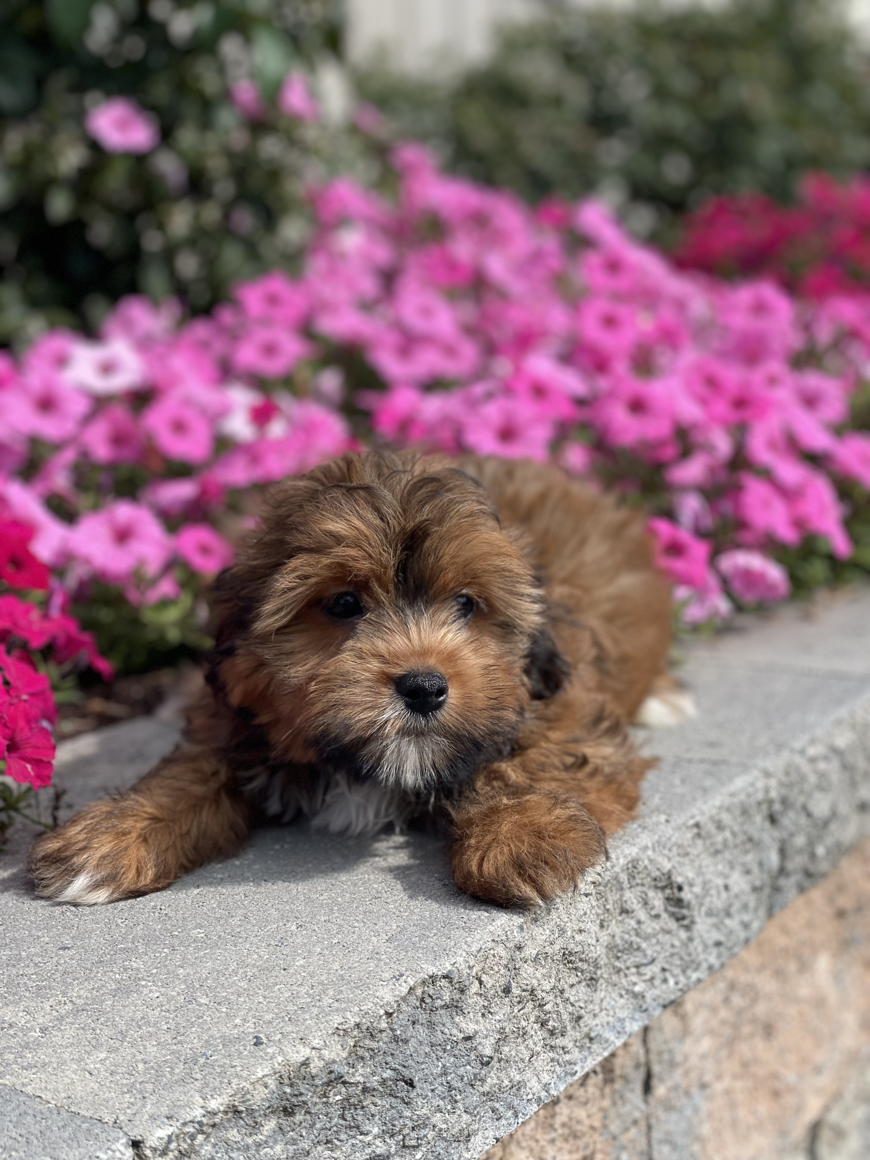 puppy photo