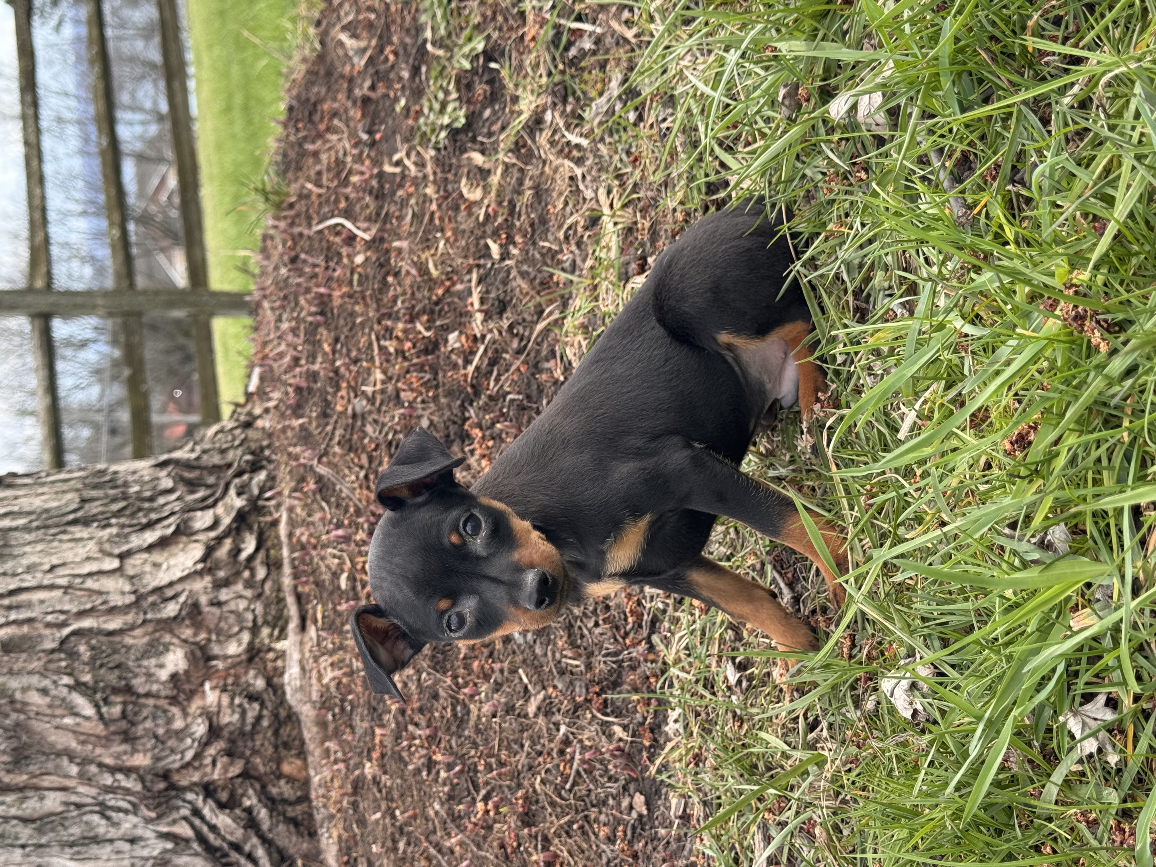 puppy photo